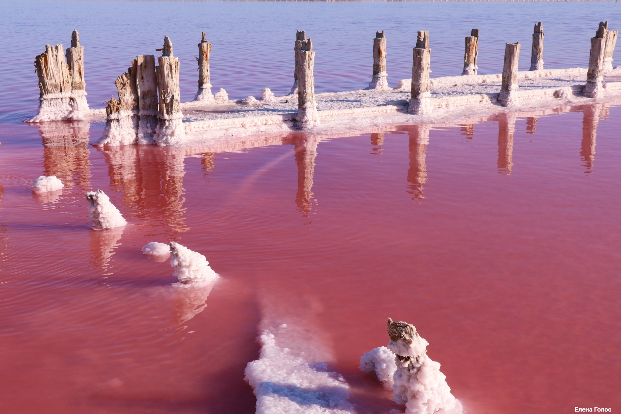 розовое озеро в крыму сиваш