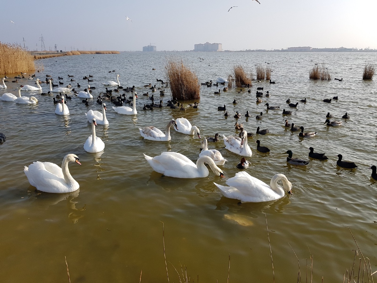 Озеро с лебедями в Евпатории