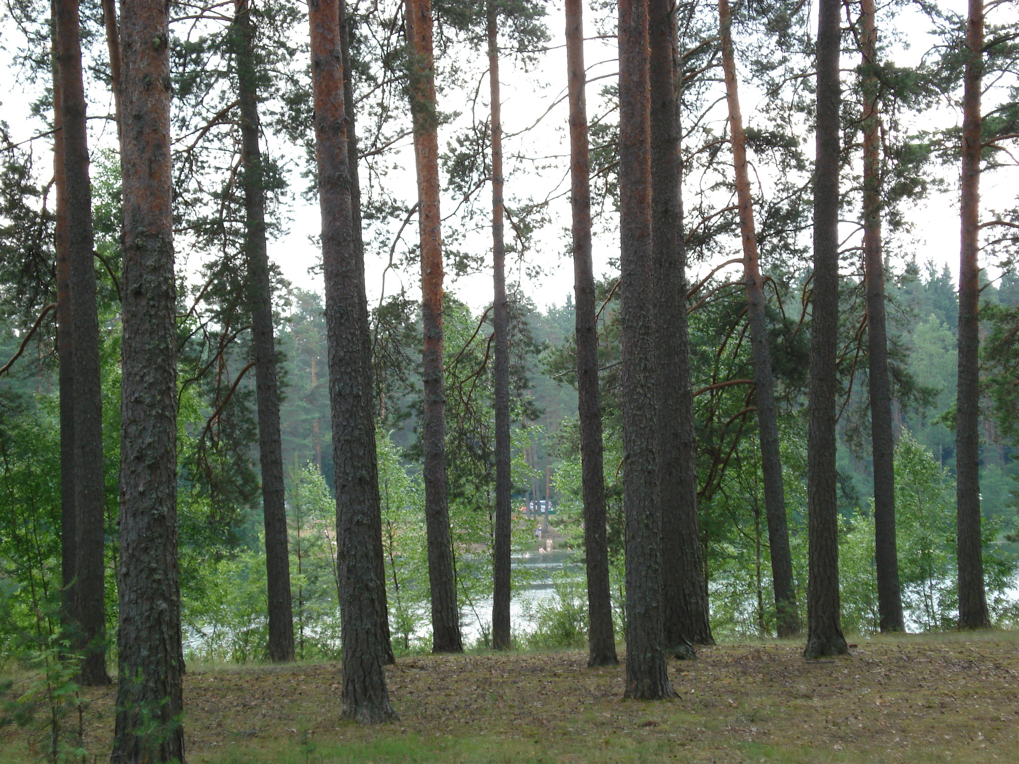 Лагерь зеленое озеро под Лугой