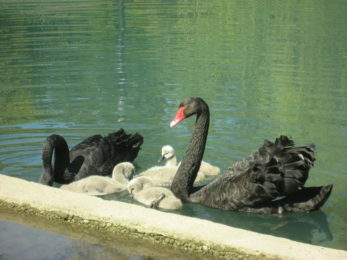 Приморский парк пруд с черными лебедями новый Афон