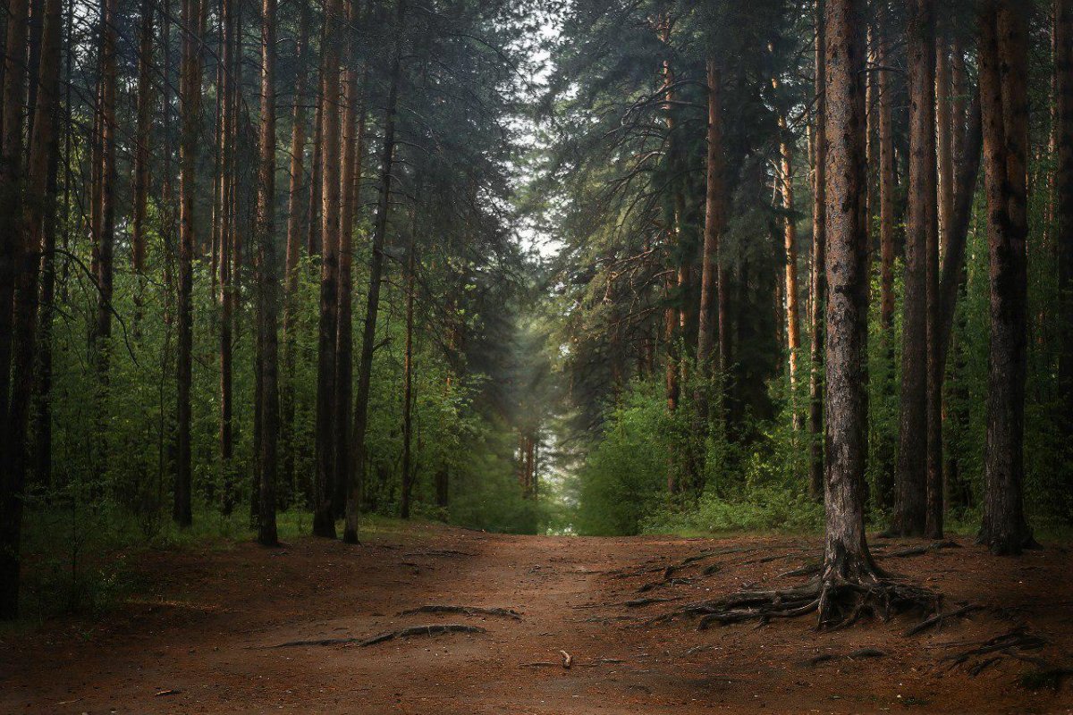 Пермский край природа Черняевский лес