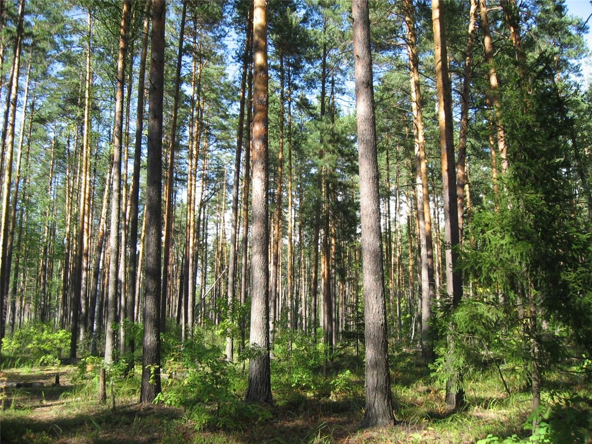 Черустинский лес заказник