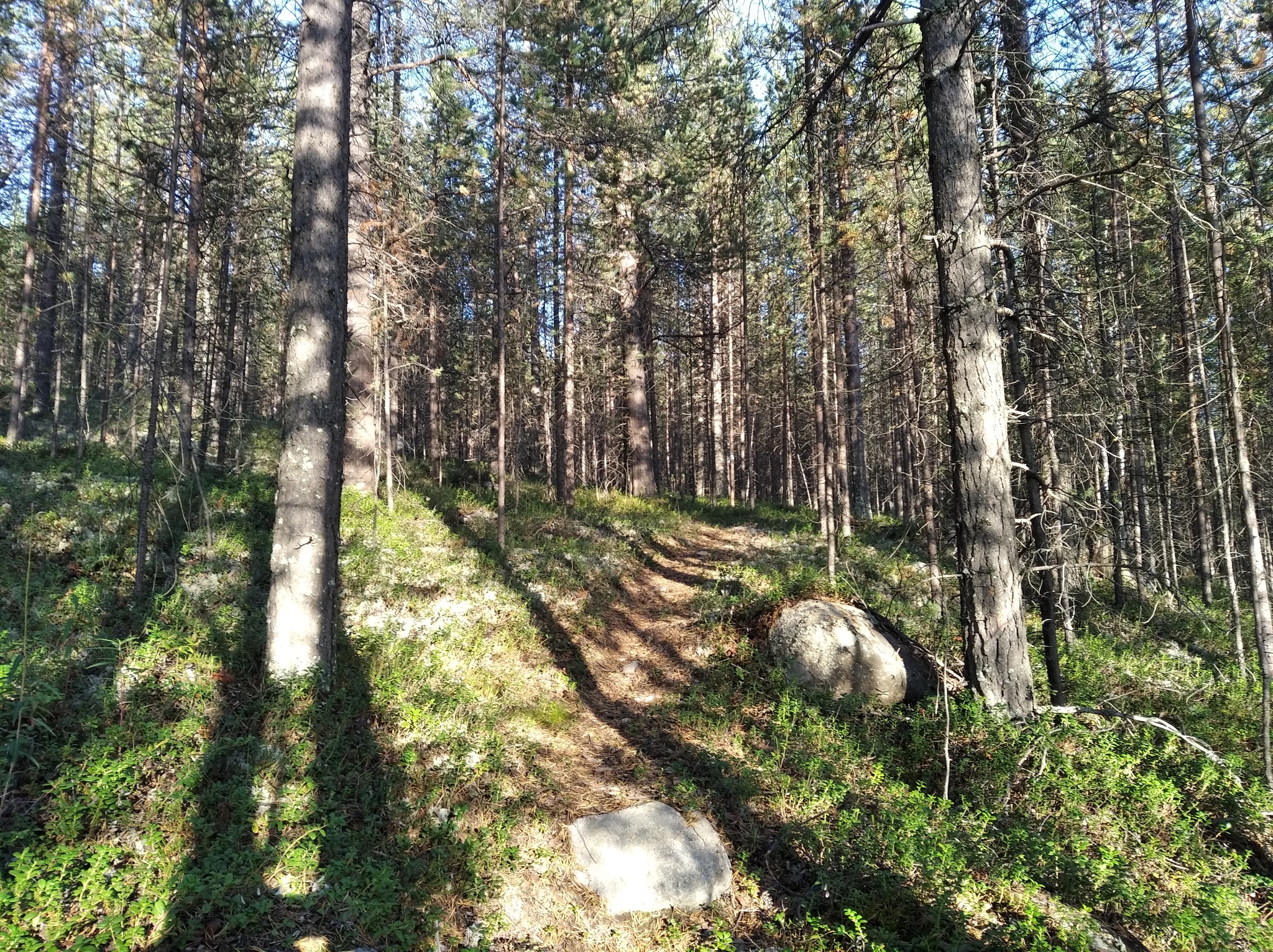 Черустинский лес