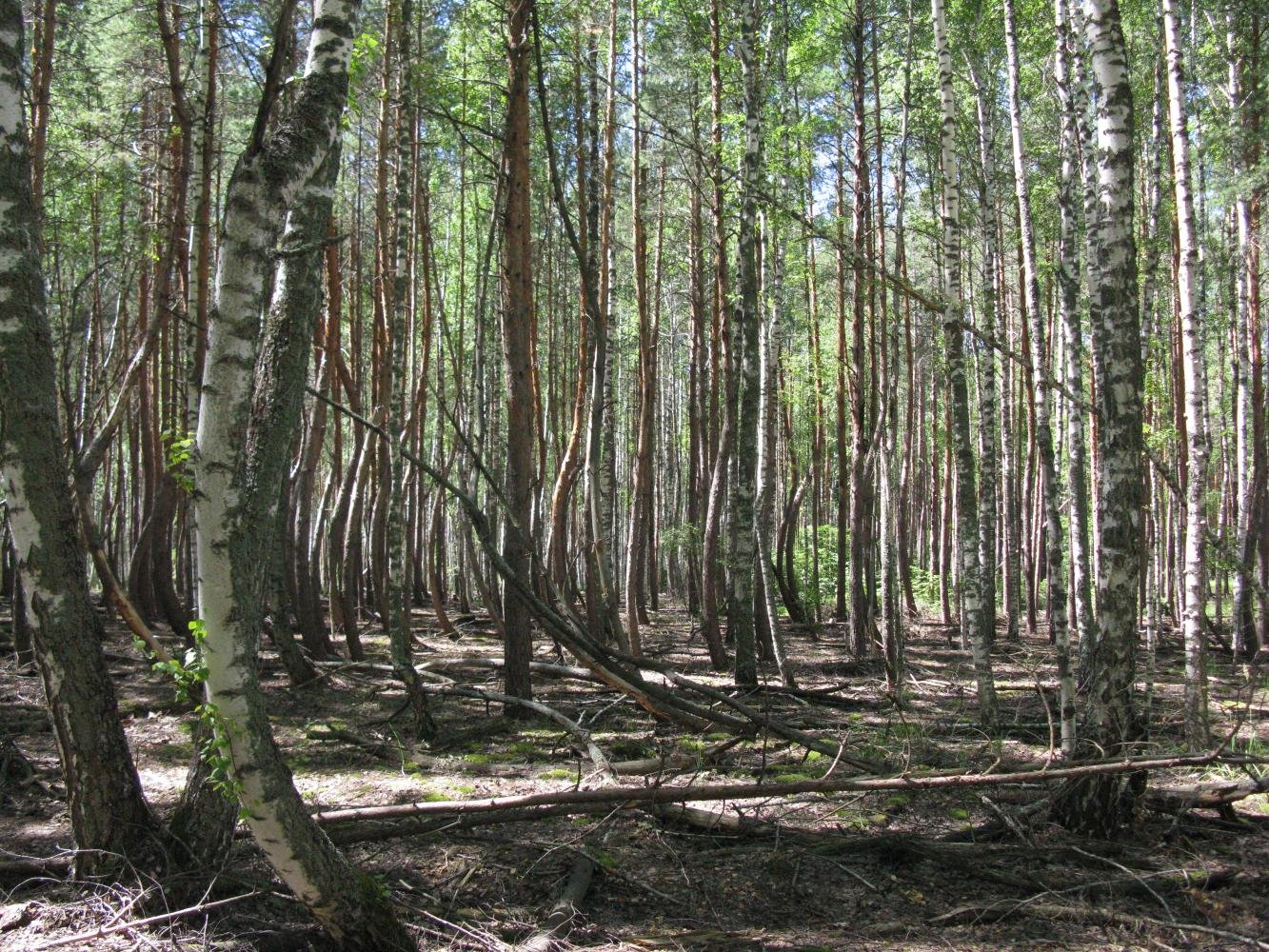 Аномальный лес Рязань