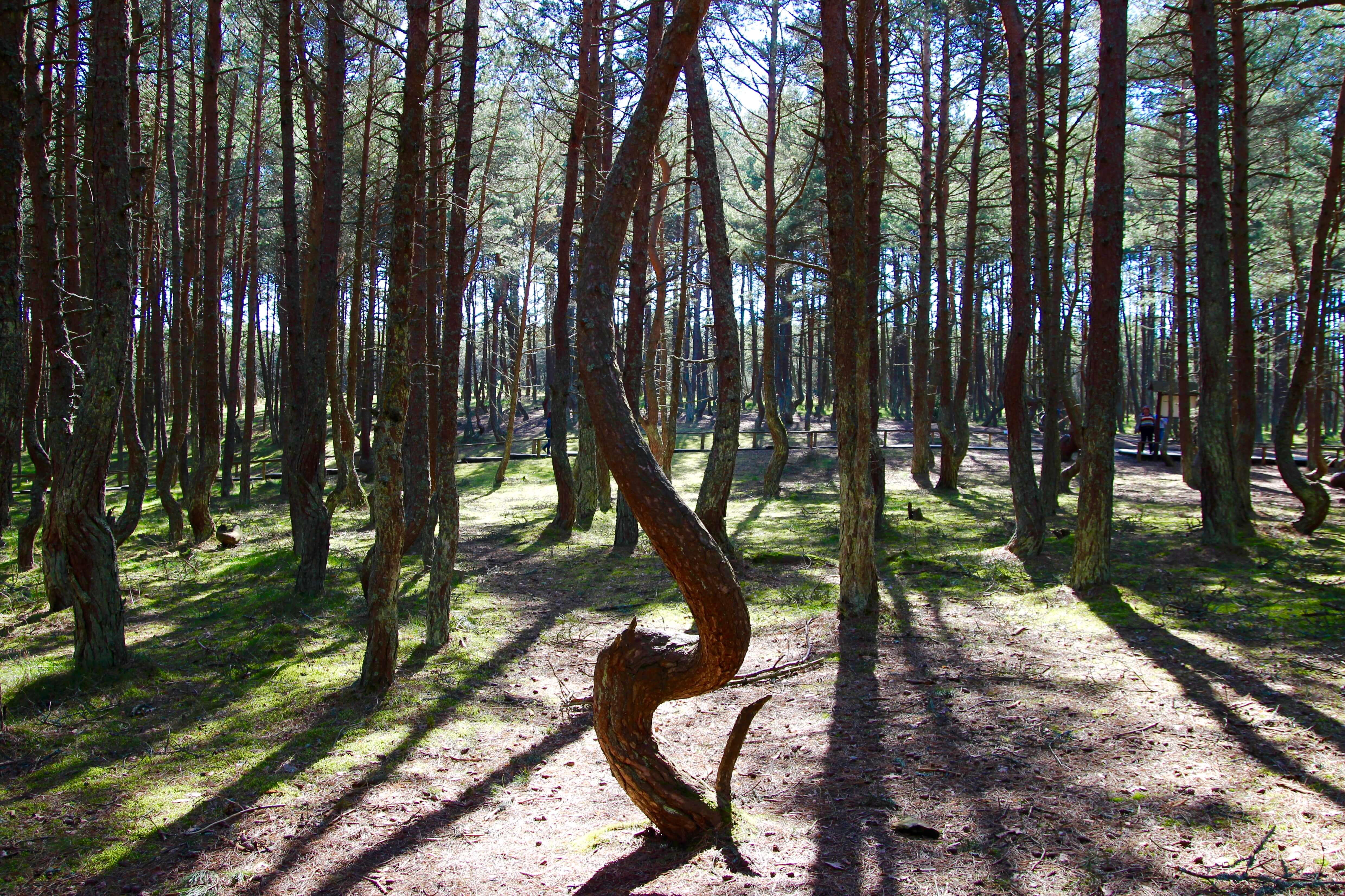 Танцующий лес в Рязанской области Шиловский