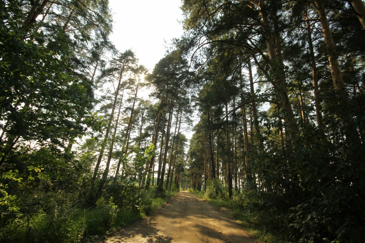 Леса Рязанской области