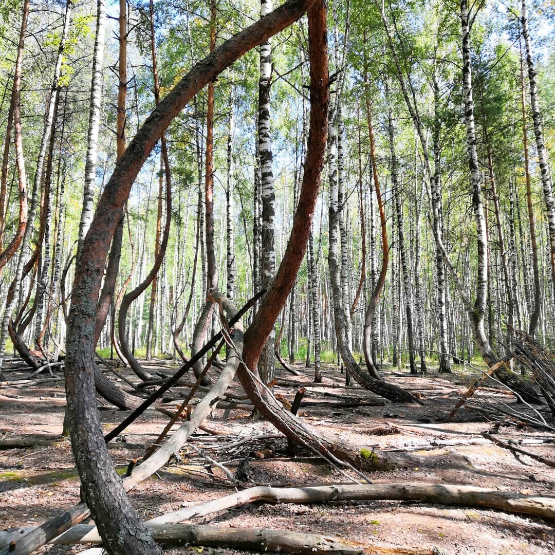 Танцующий лес в Рязанской области