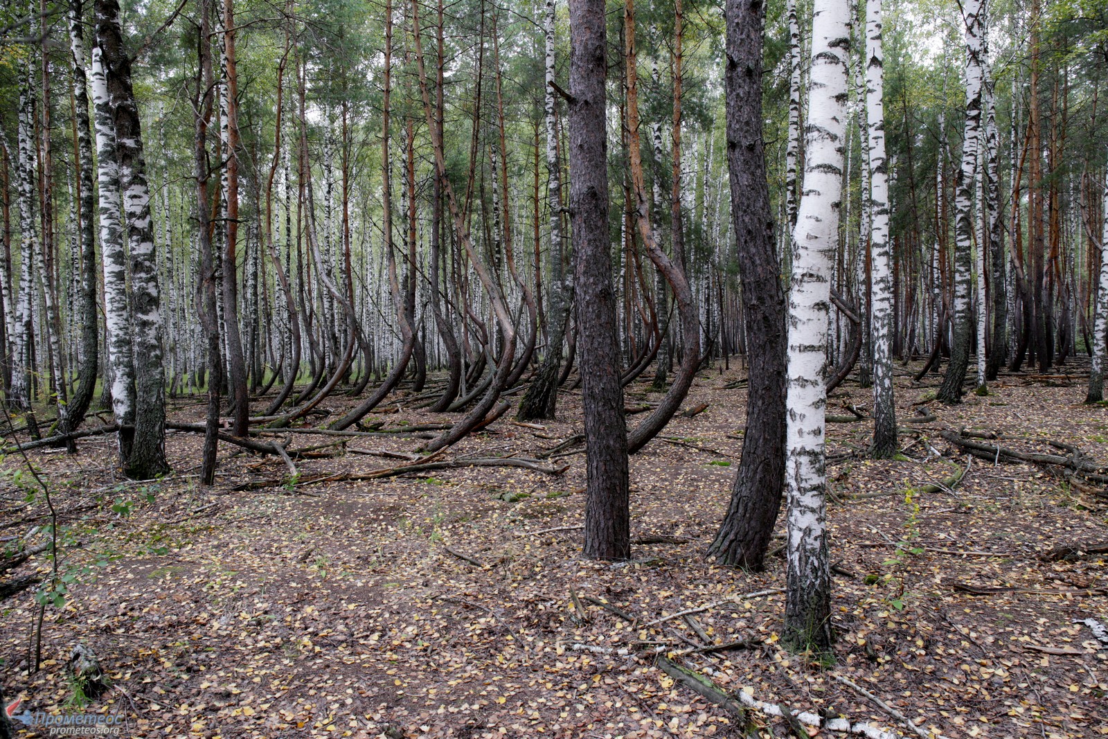 Лес в Рязанской области