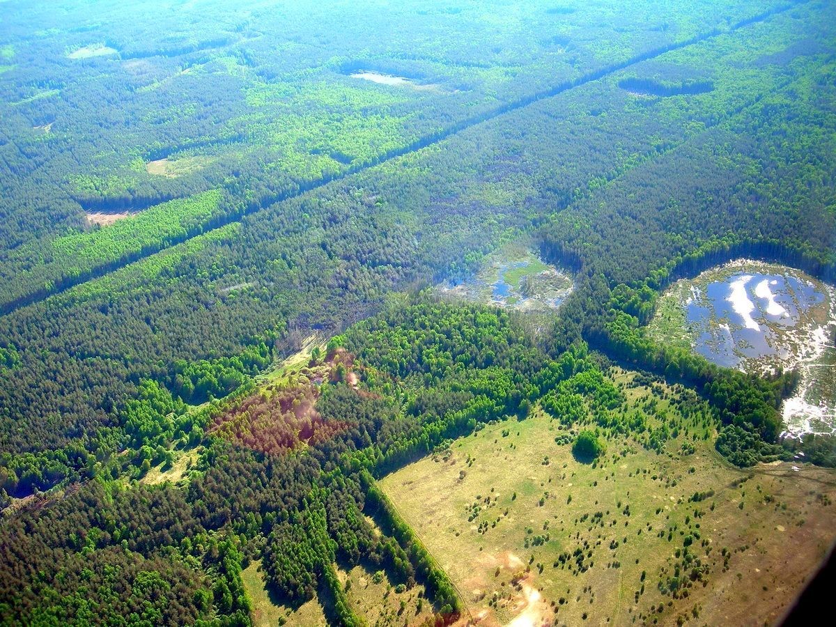 Спасск-Рязанский лес