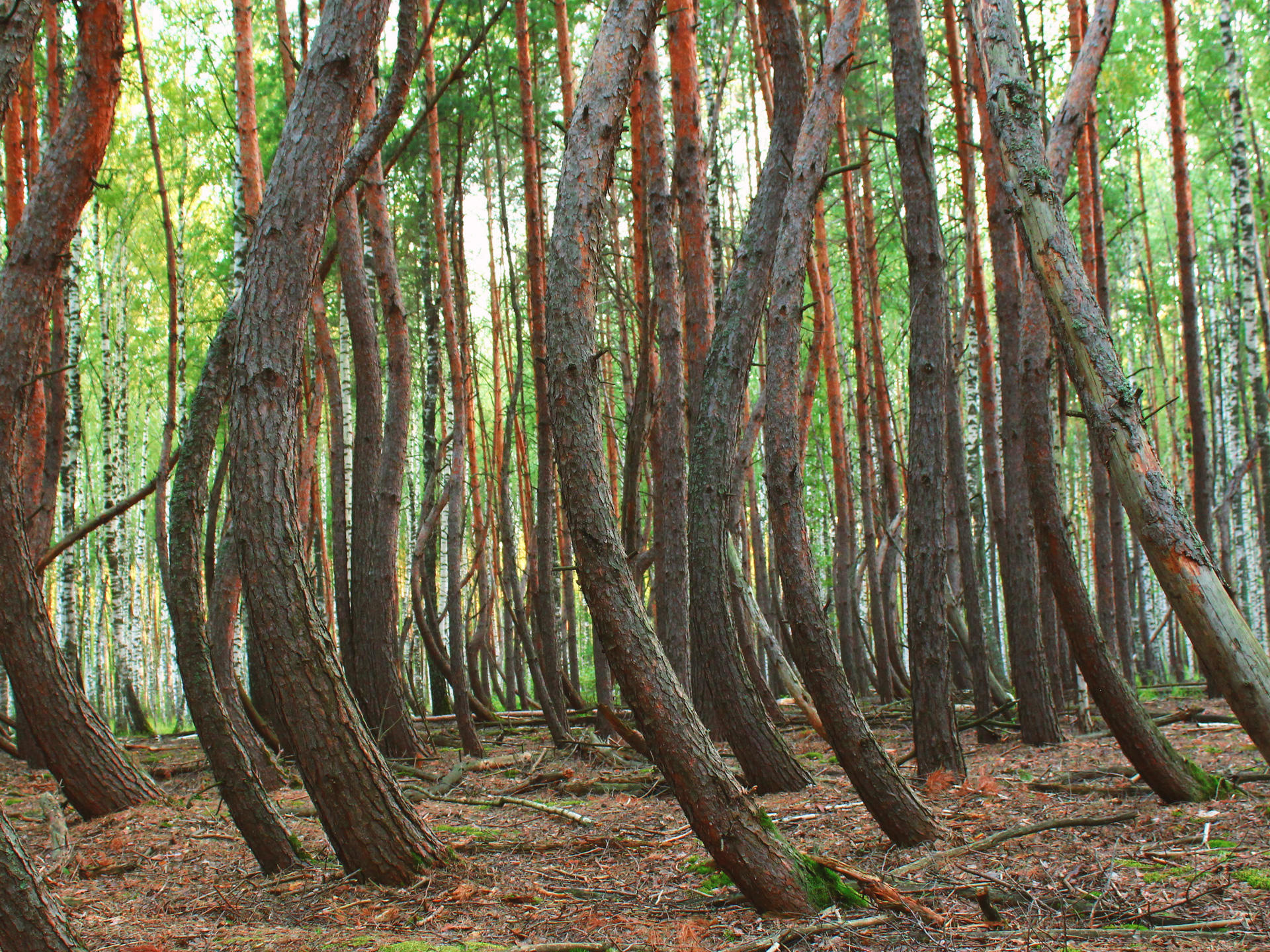 Танцующий лес в Шиловском районе