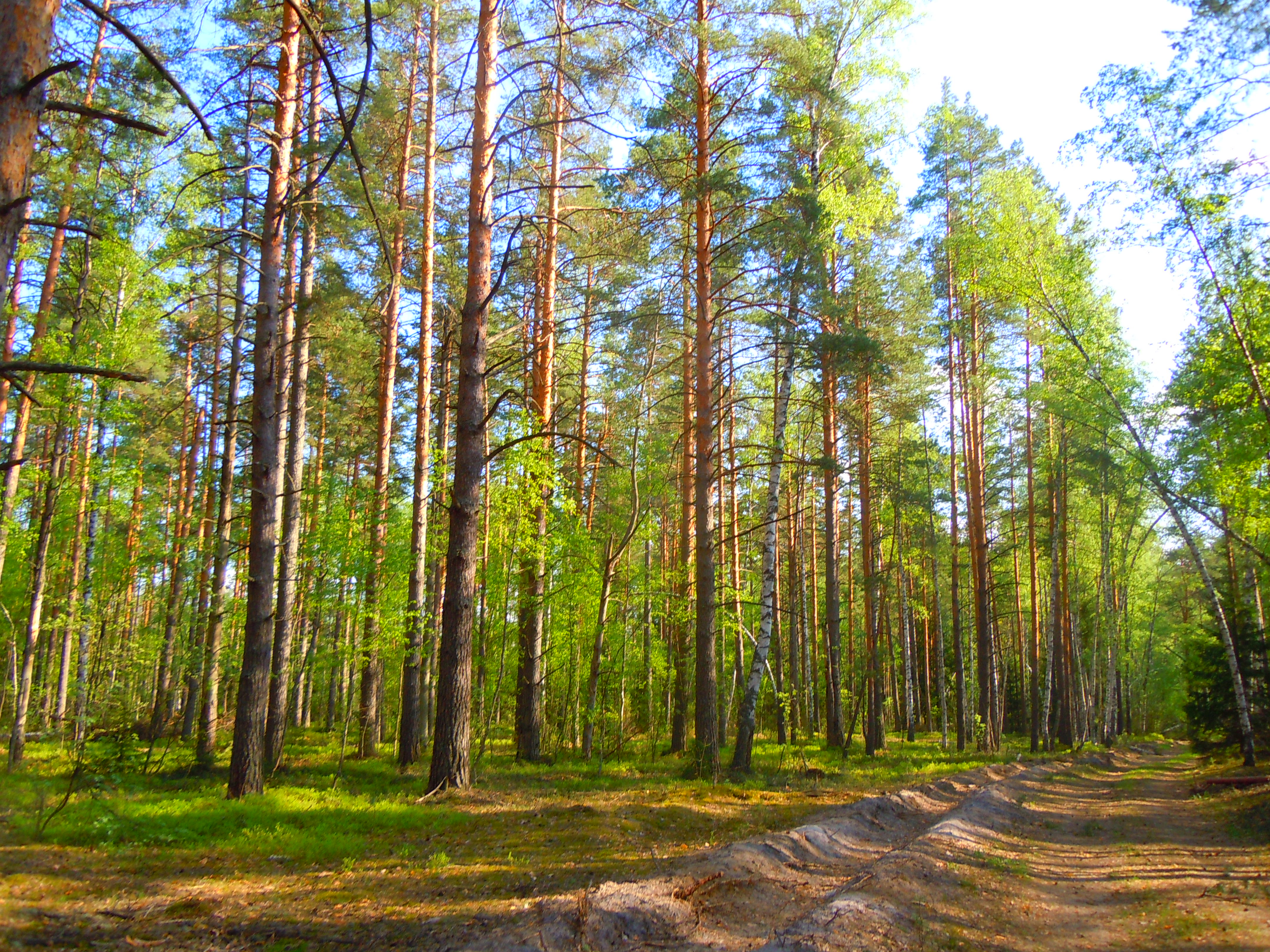 Смешанный лес Владимирской области