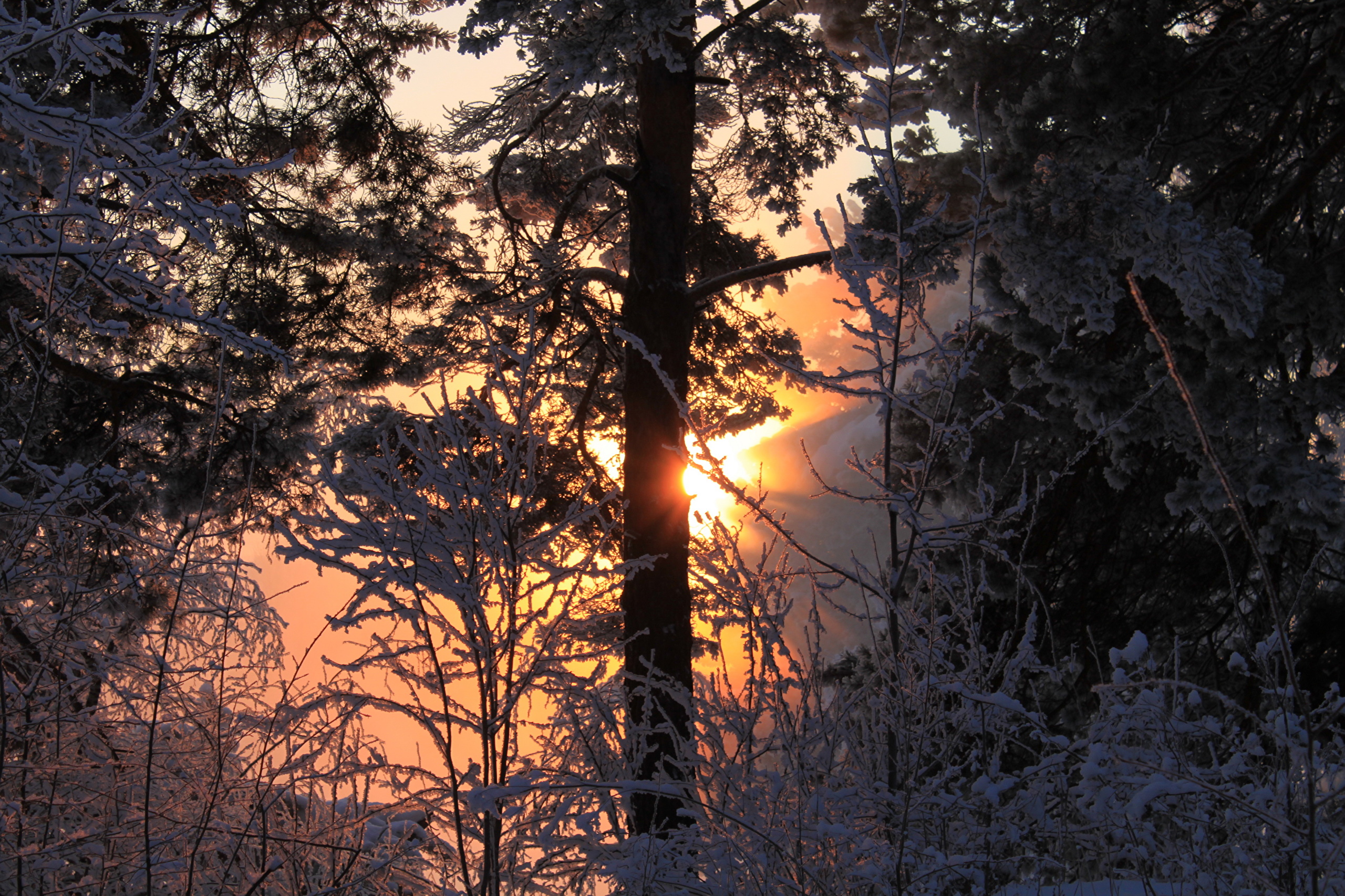 Зимний закат в еловом лесу
