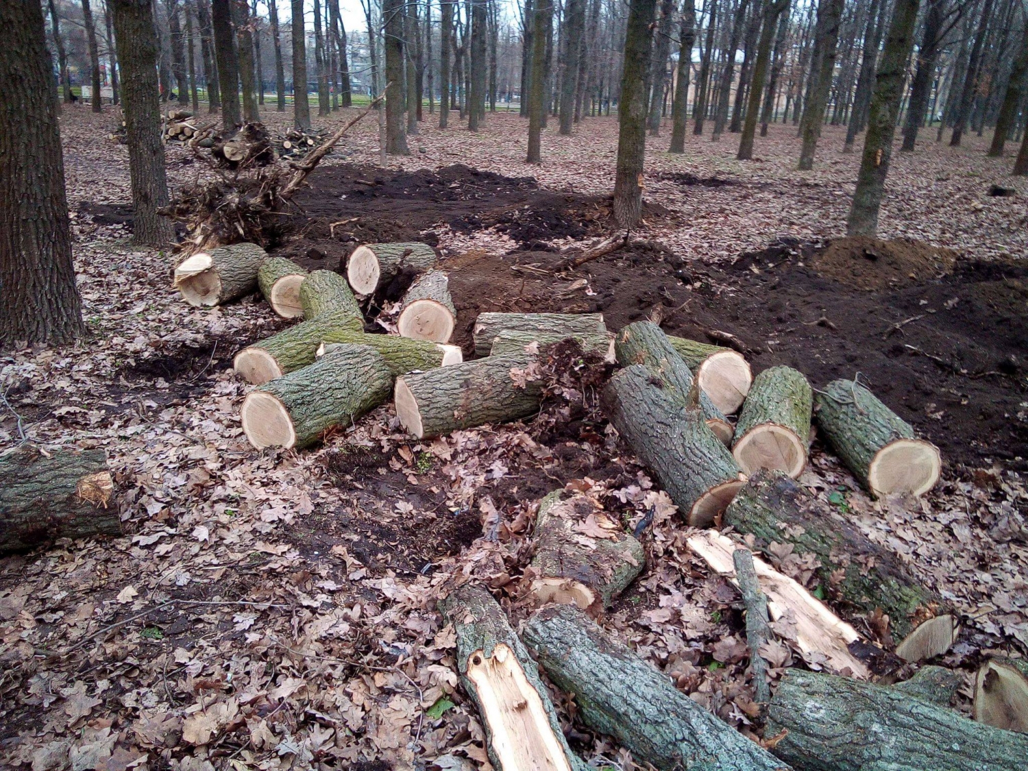 Вырубка лесов в Беларуси