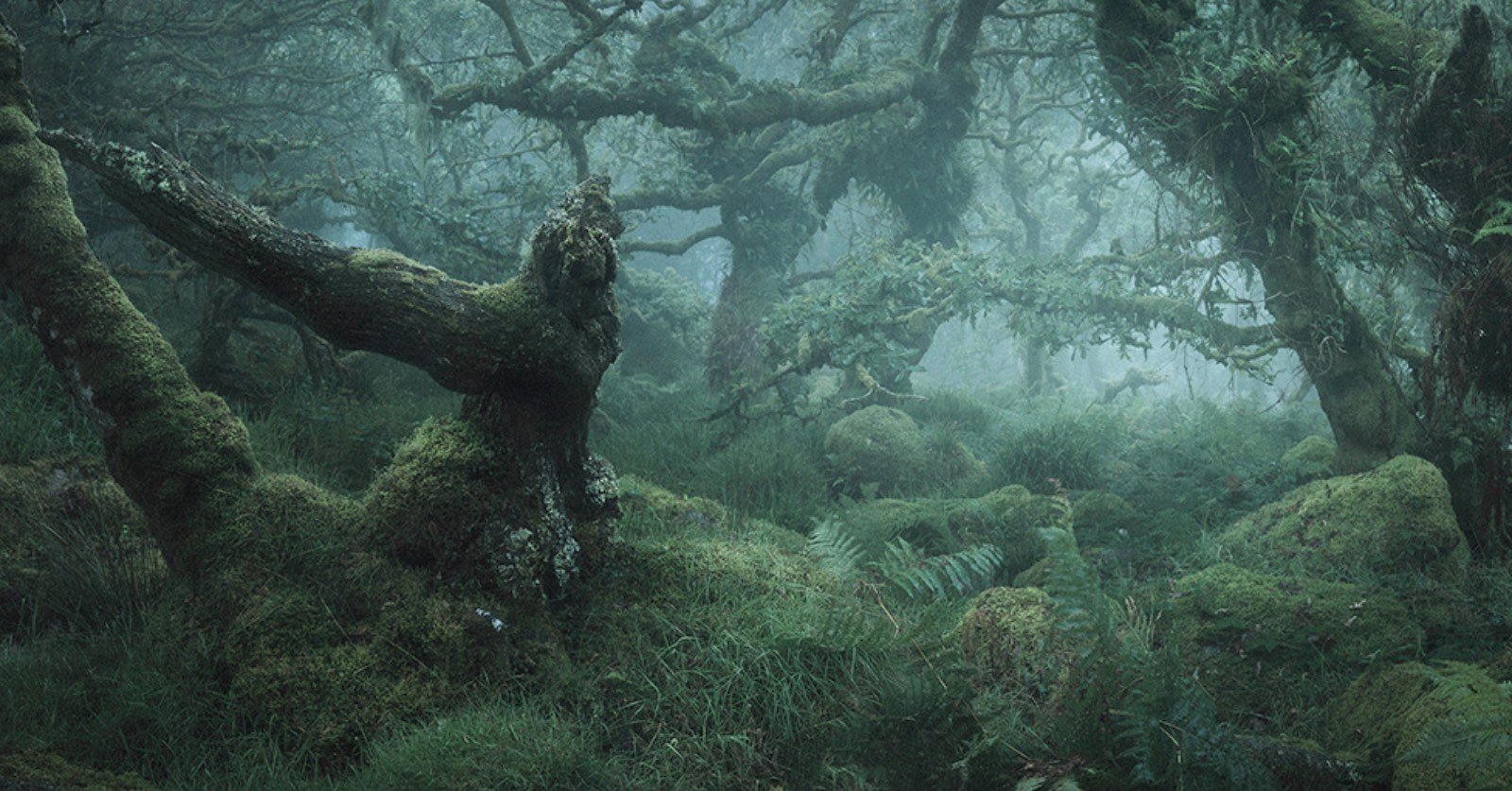 Нил Бернелл мистический лес