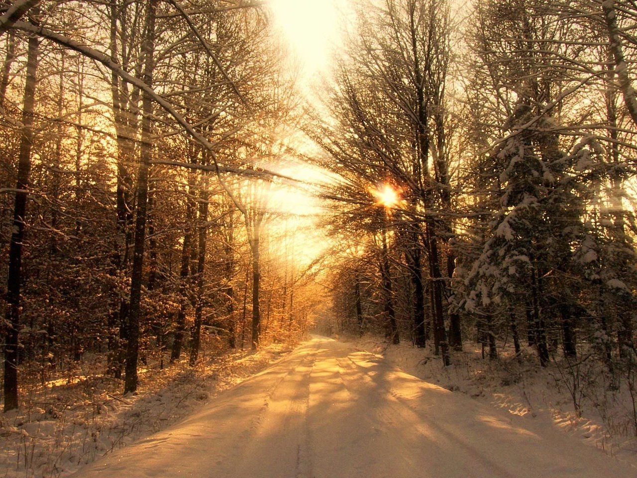Снежный лес солнце