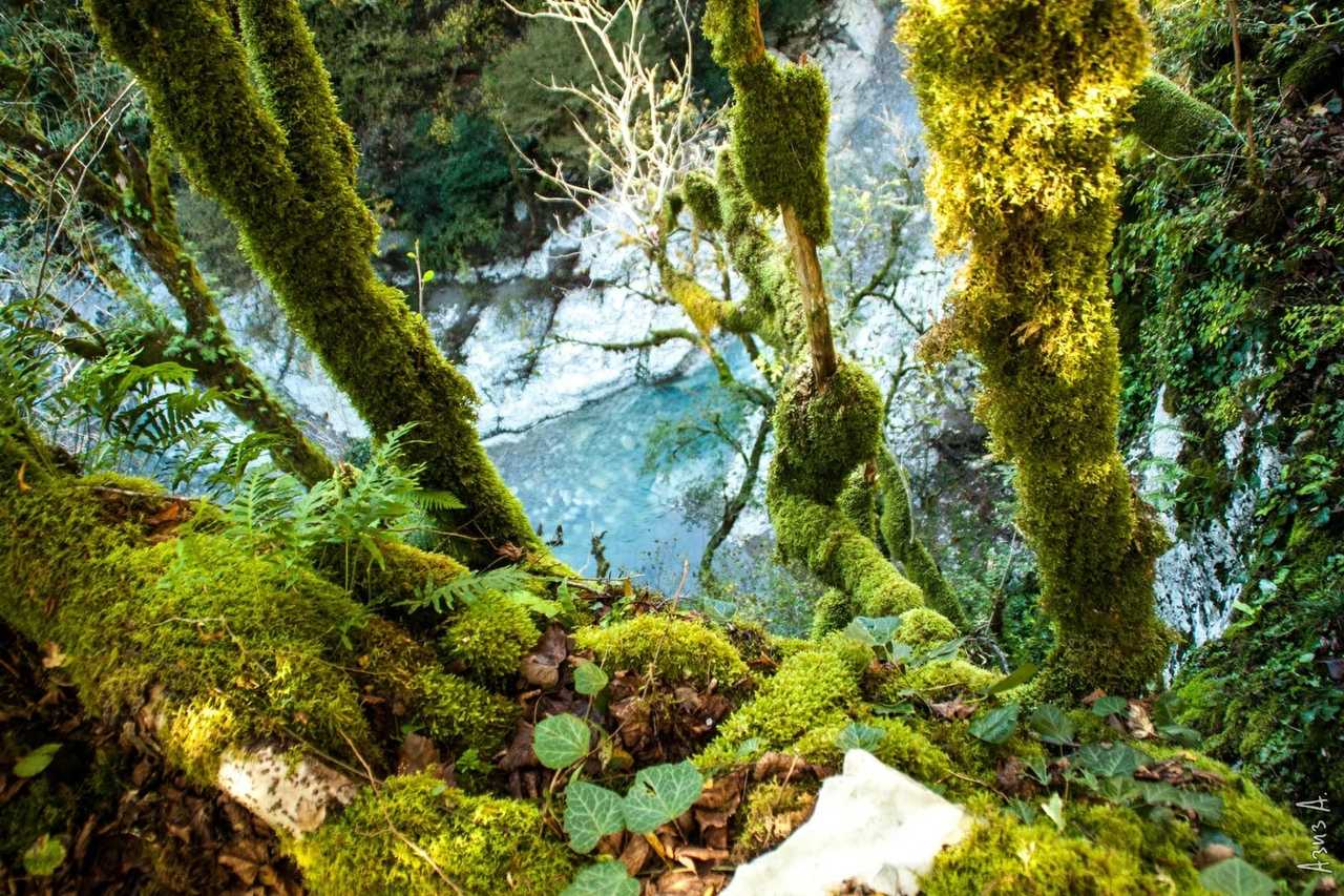 Реликтовый самшитовый лес Абхазия