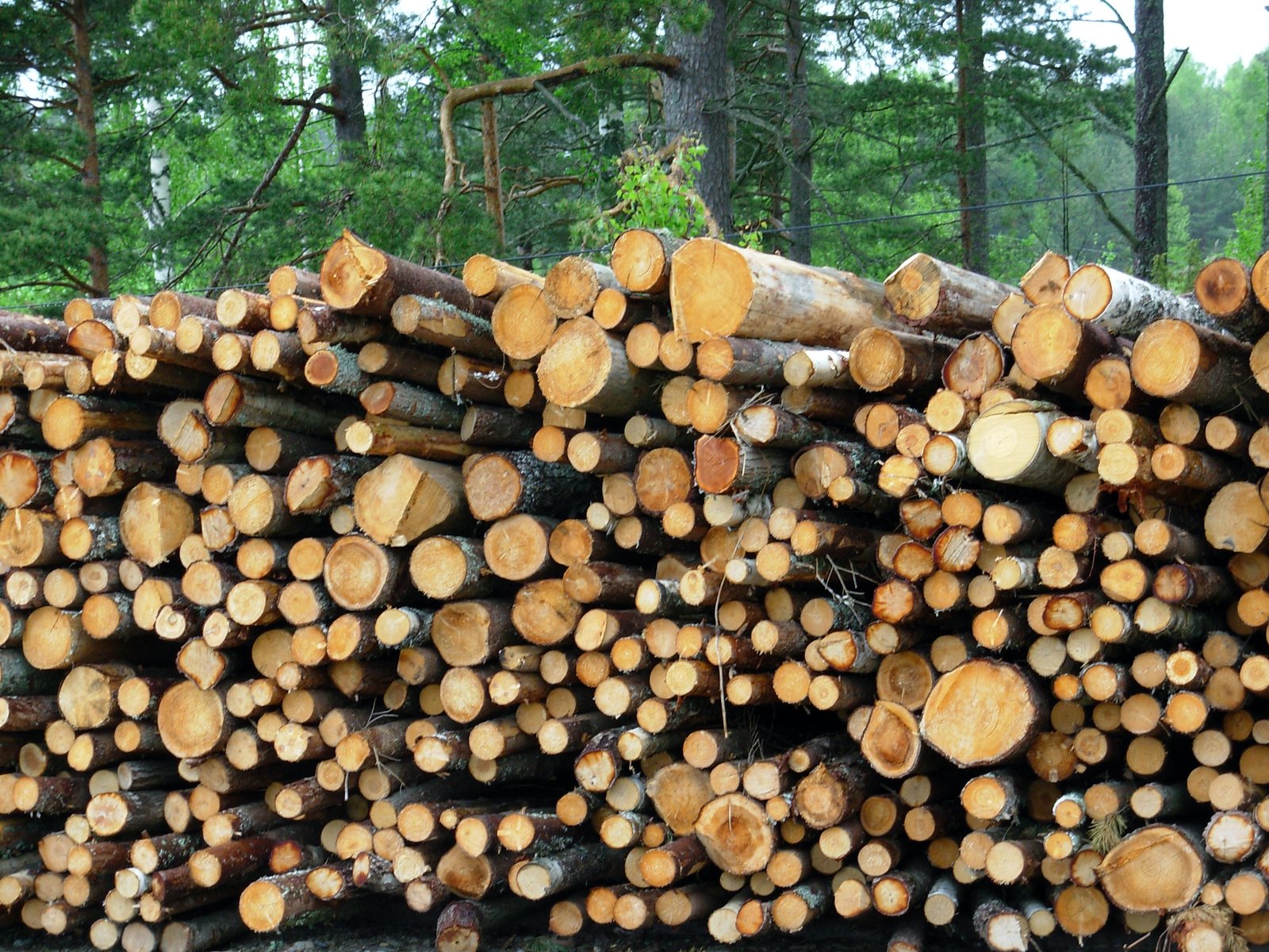 Лес источник древесины
