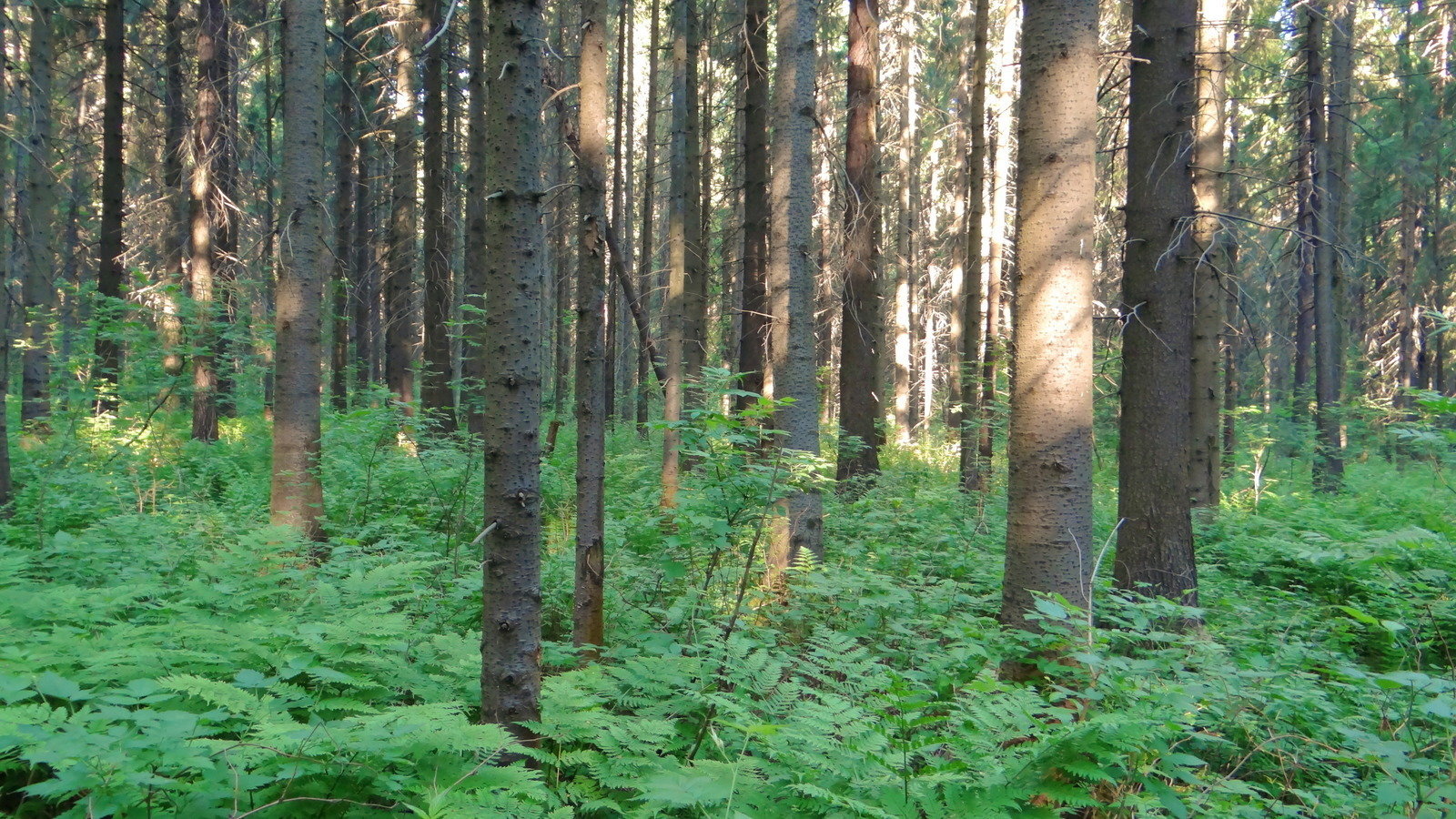Сарматский смешанный лес Пермь