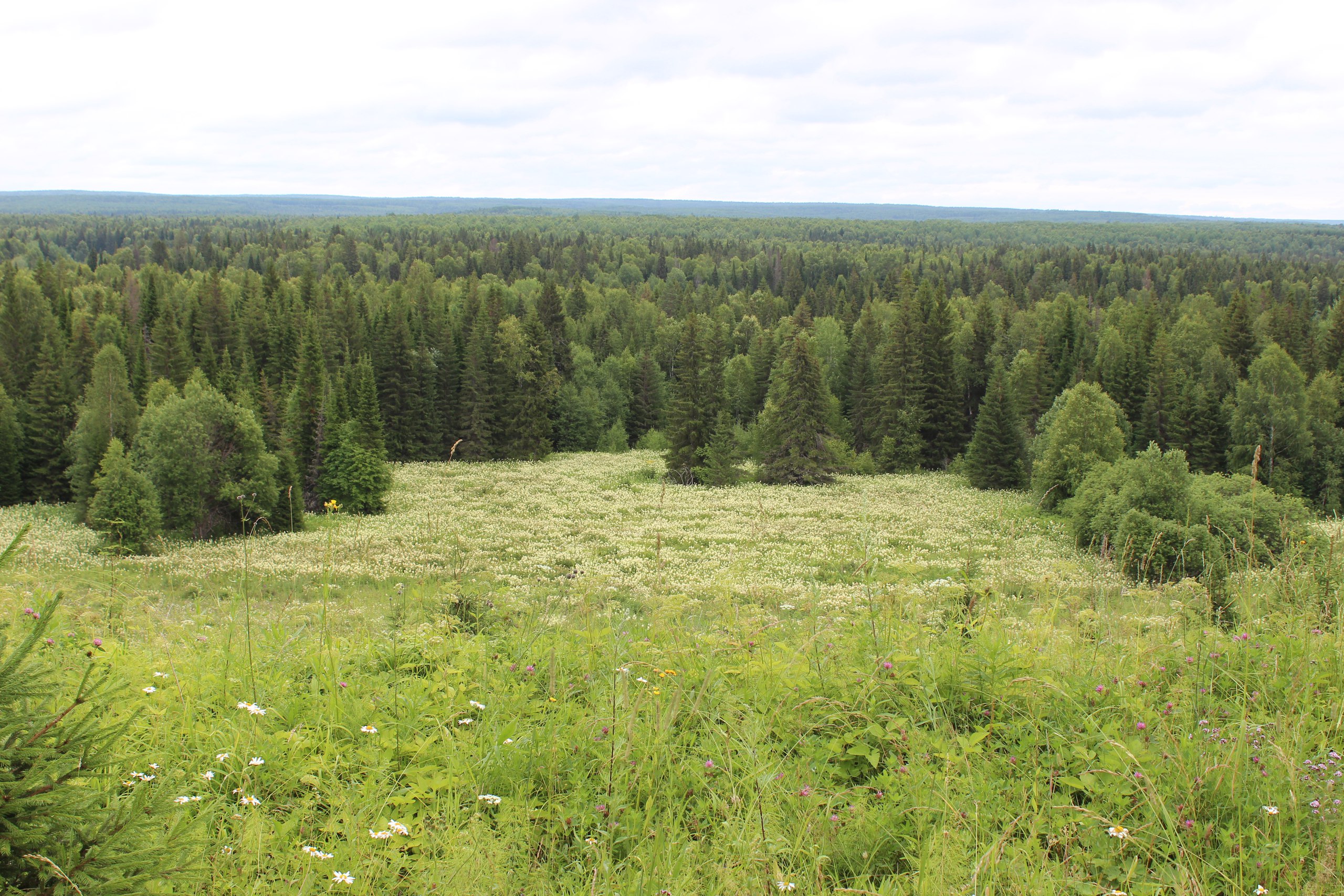 Андроновский лес Пермь