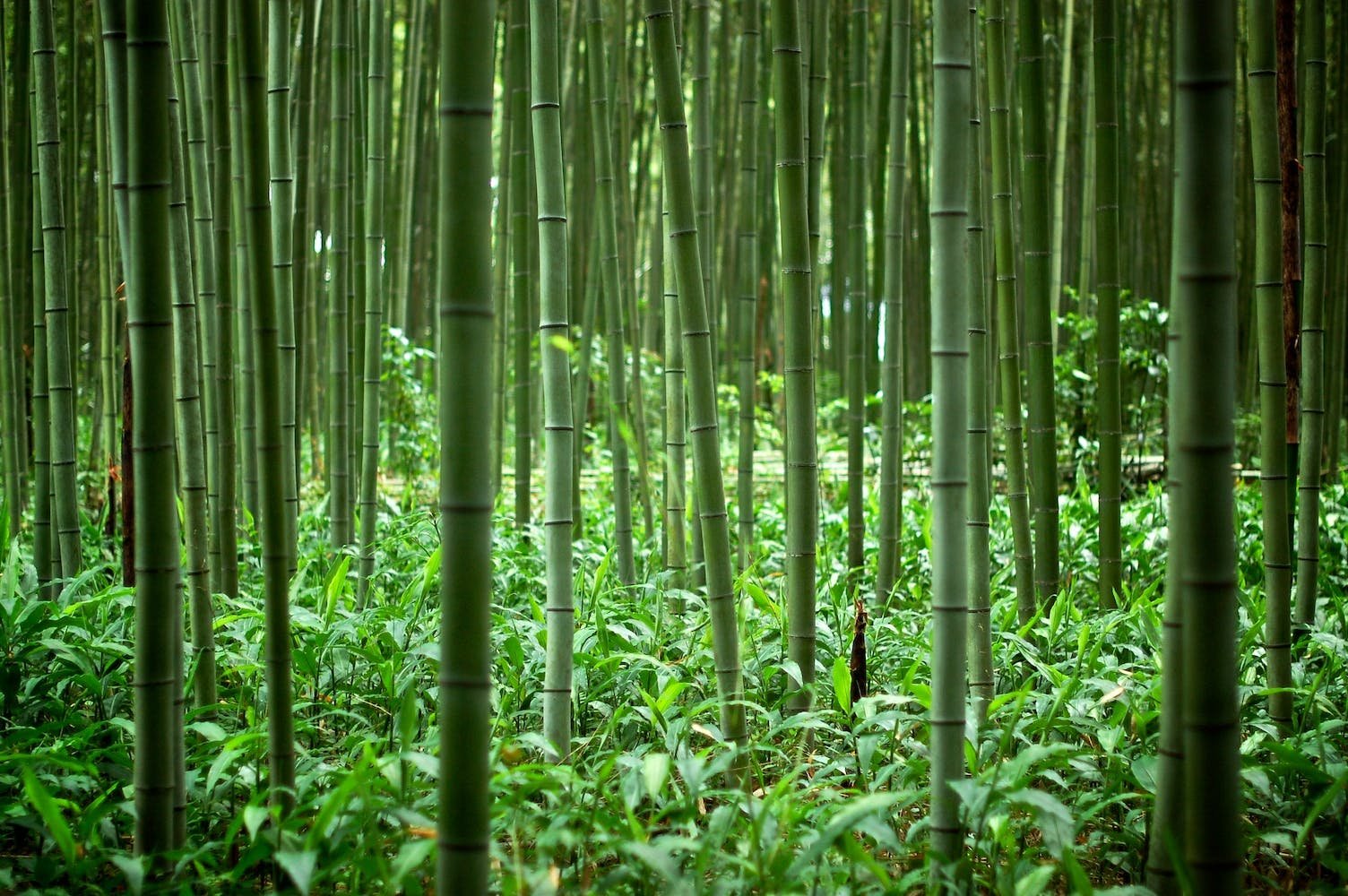 Леса Китая