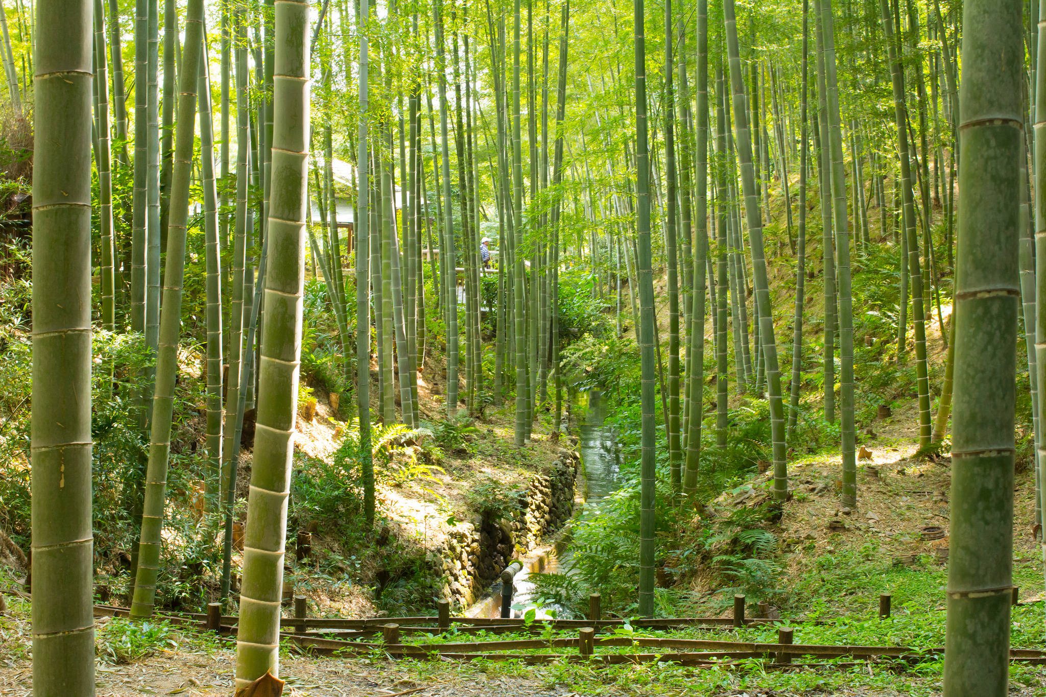 Бамбуковый лес Япония