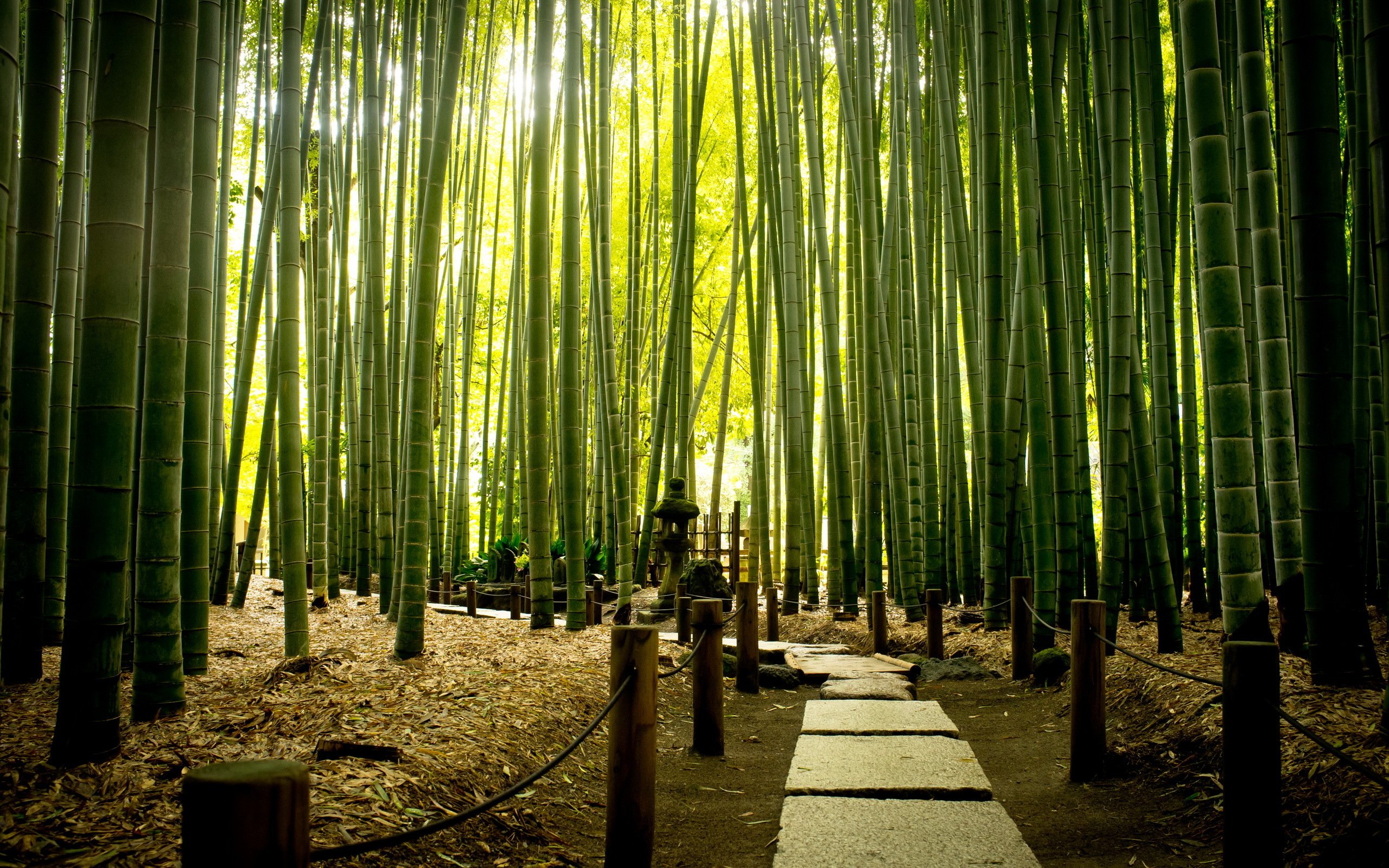 Бамбуковый лес Геншин