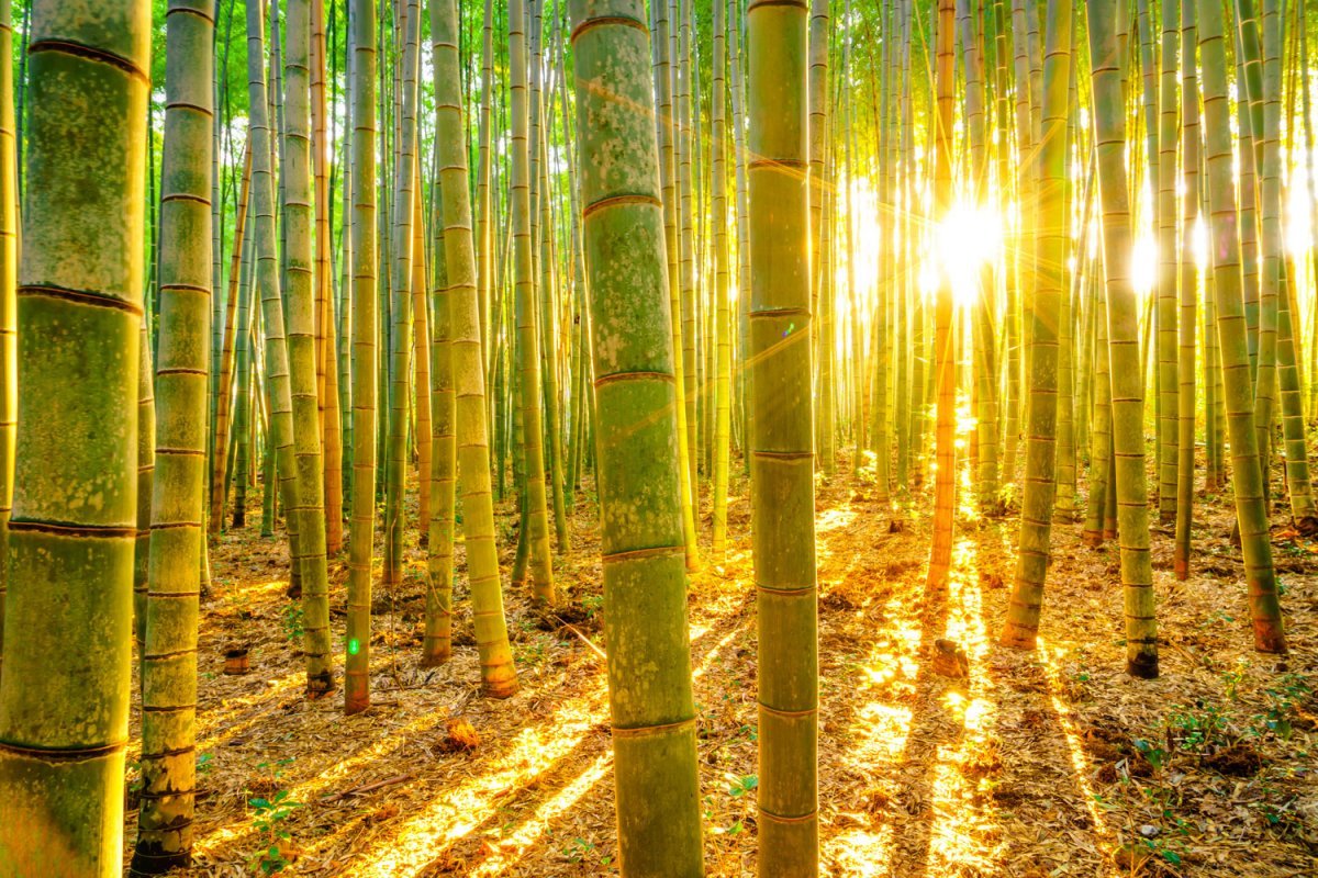 Солнечный Китай бамбук