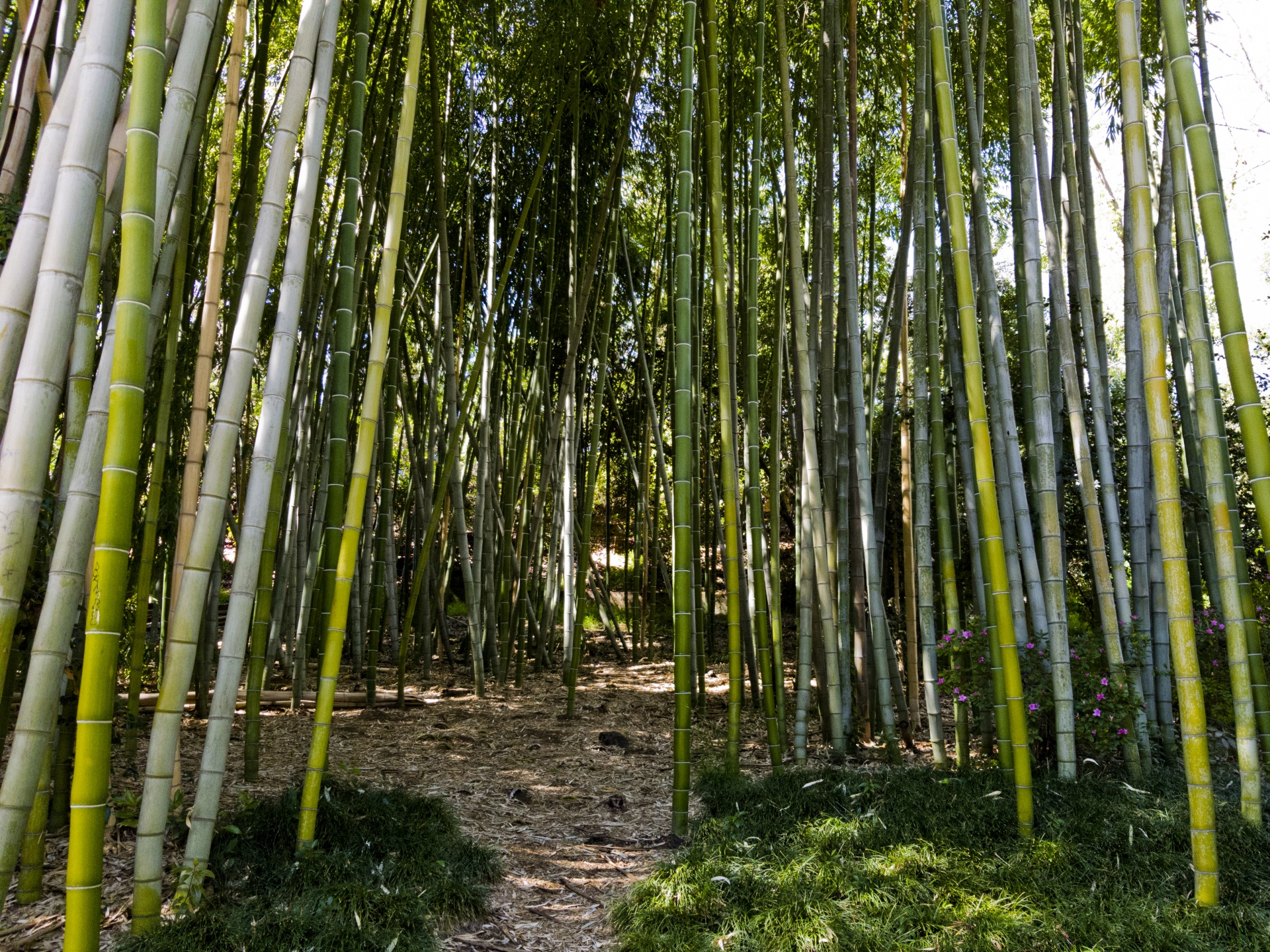 Кунаширский бамбук