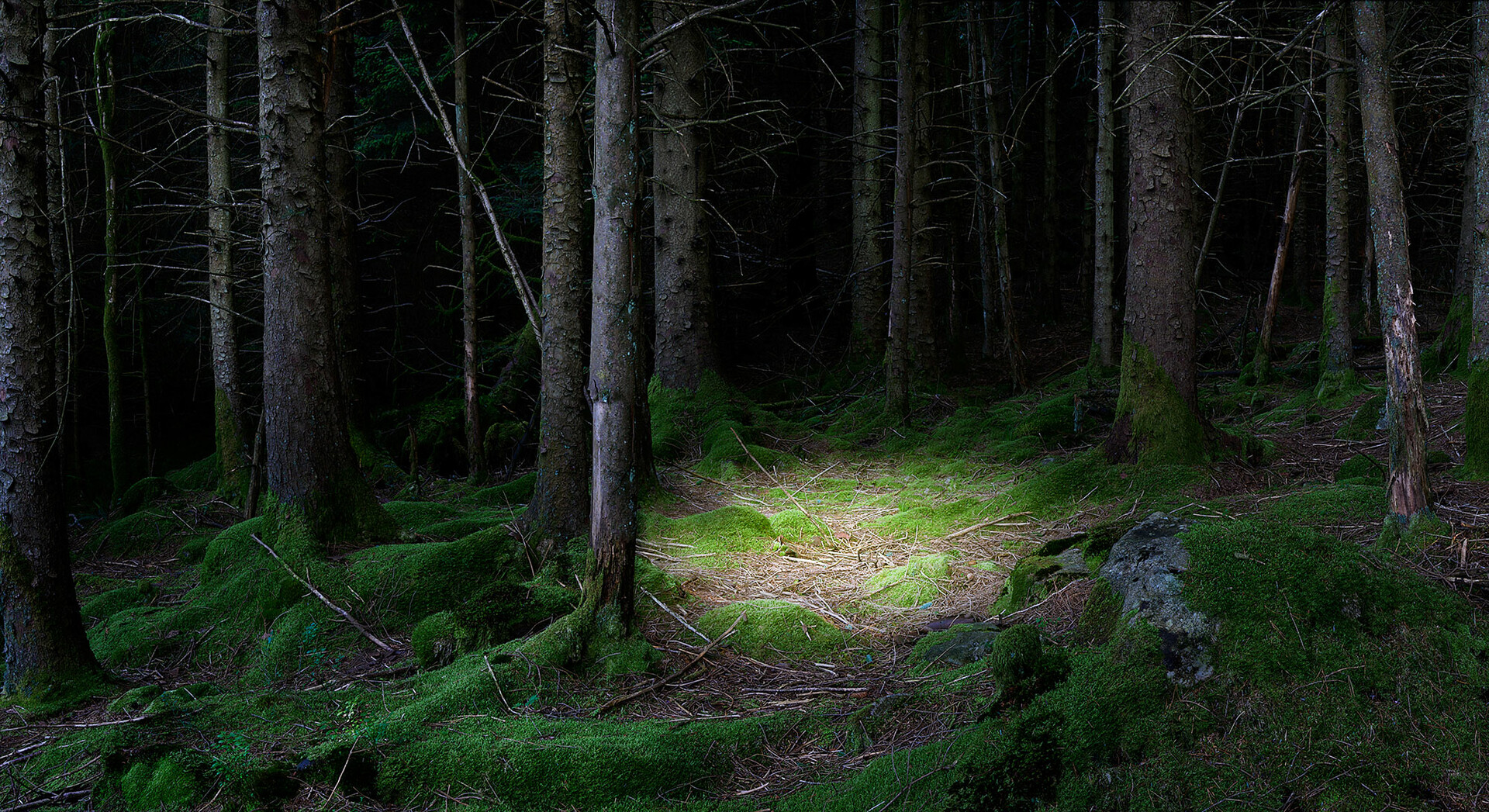 Дремучий лес ночью