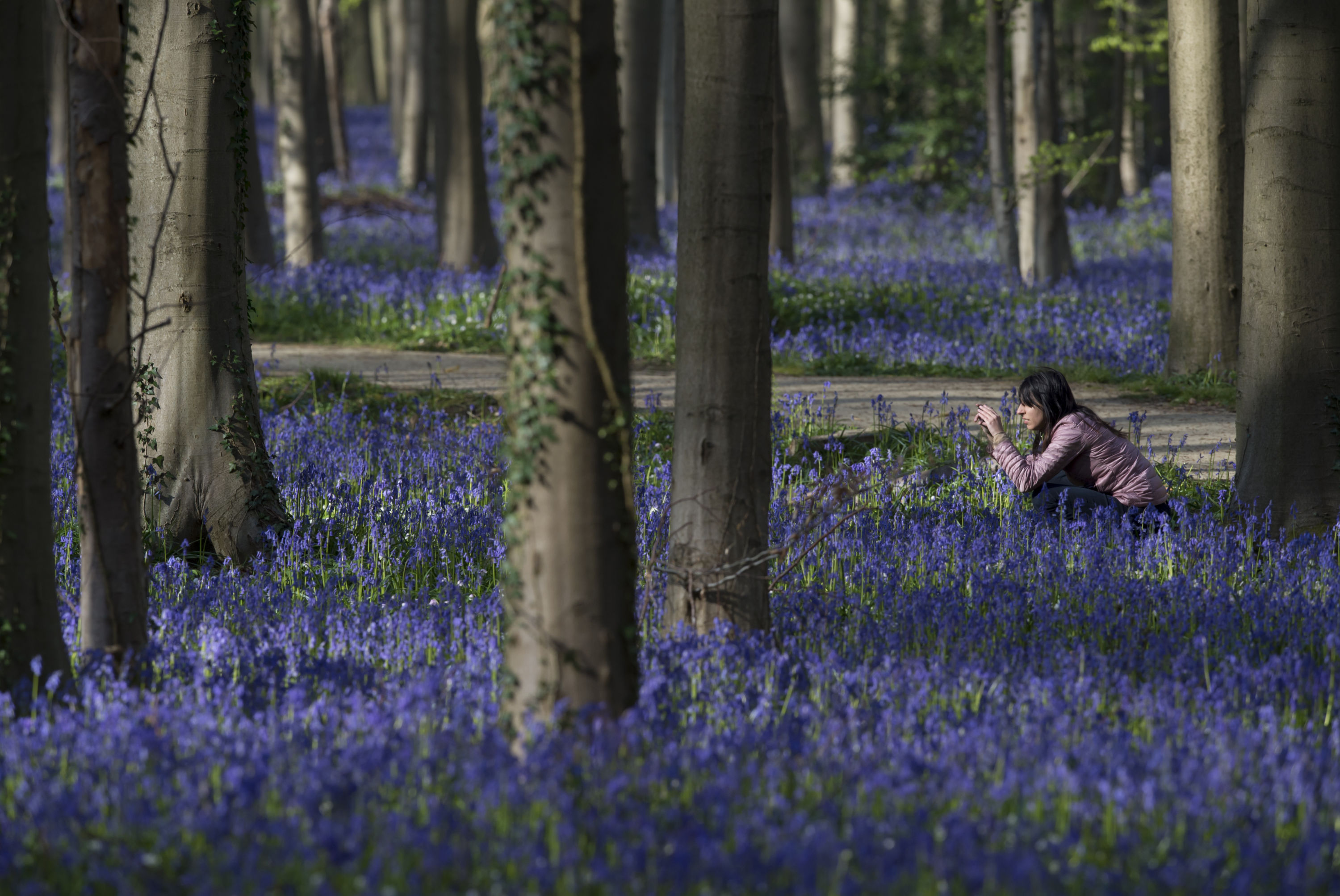 Необыкновенный синий лес Hallerbos. Бельгия