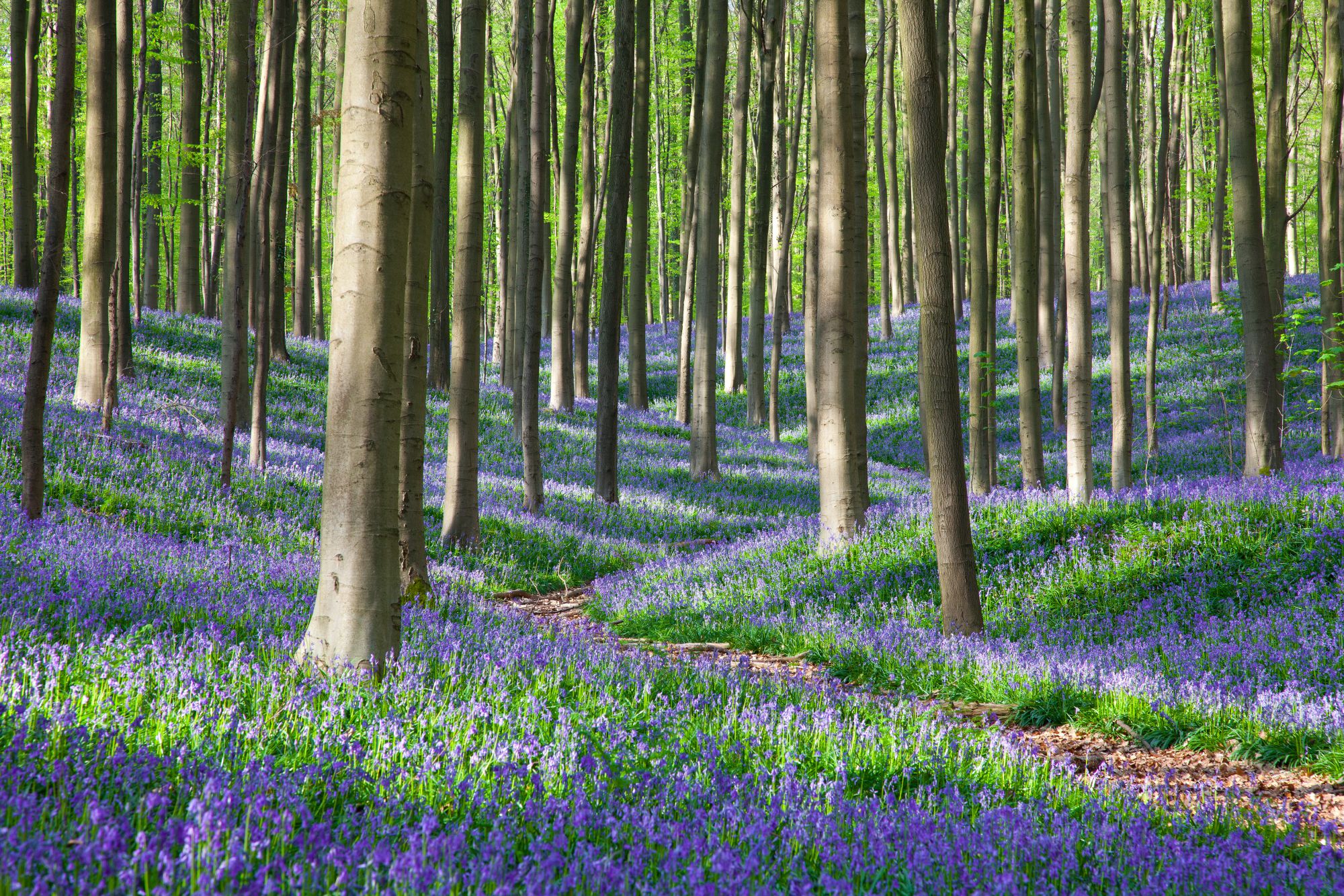 Обои Венский лес фиолетовые фото