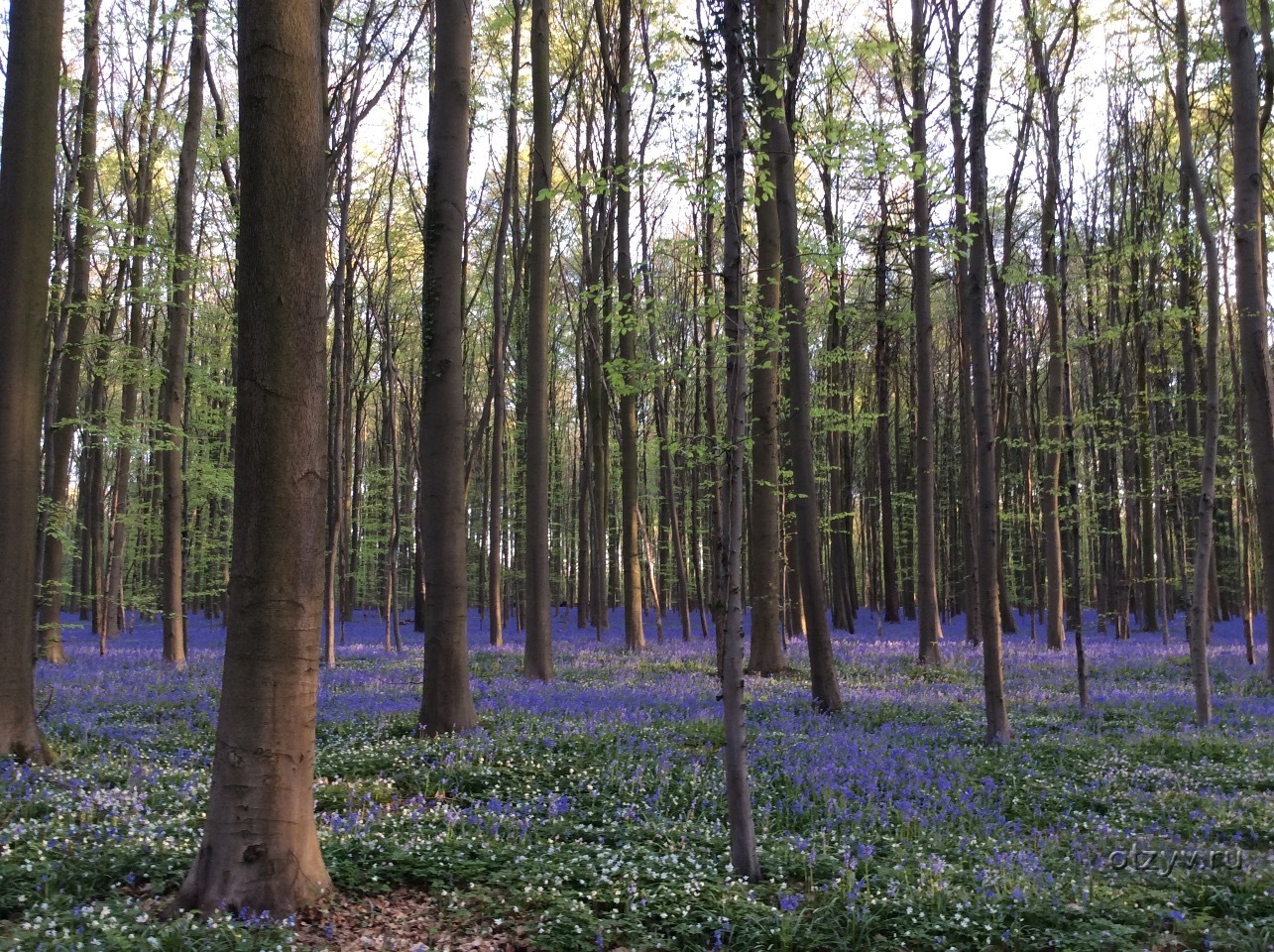 Гиацинтовый лес в Бельгии