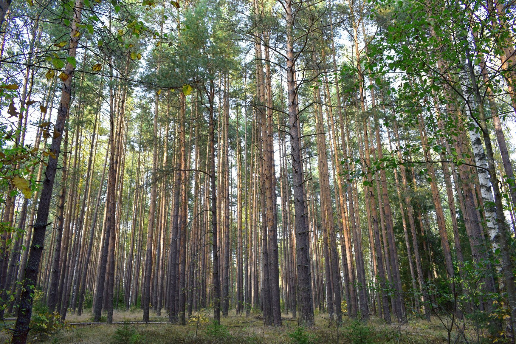 Лужковский лес с соснами Орловская область