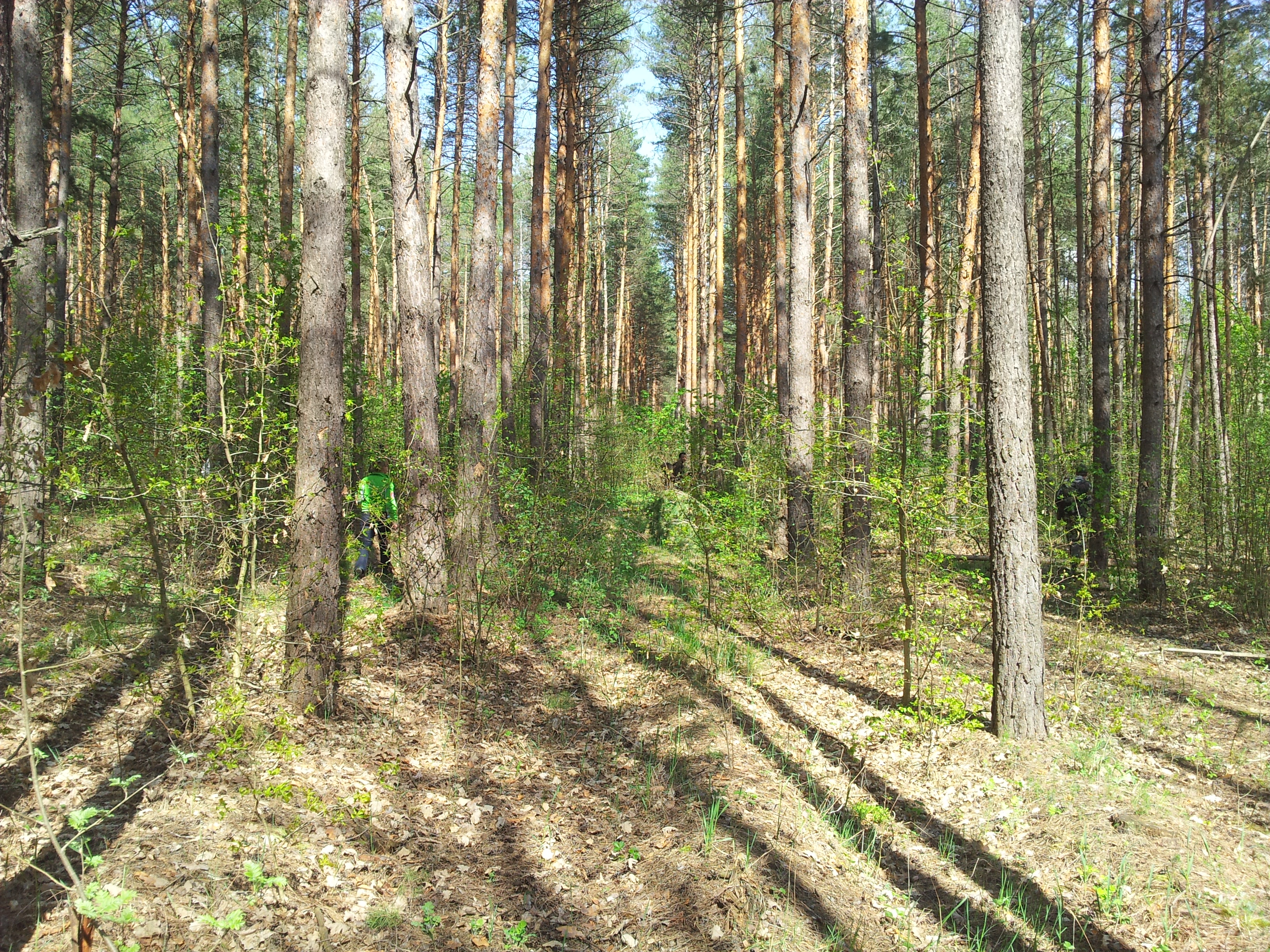 шипов лес фото