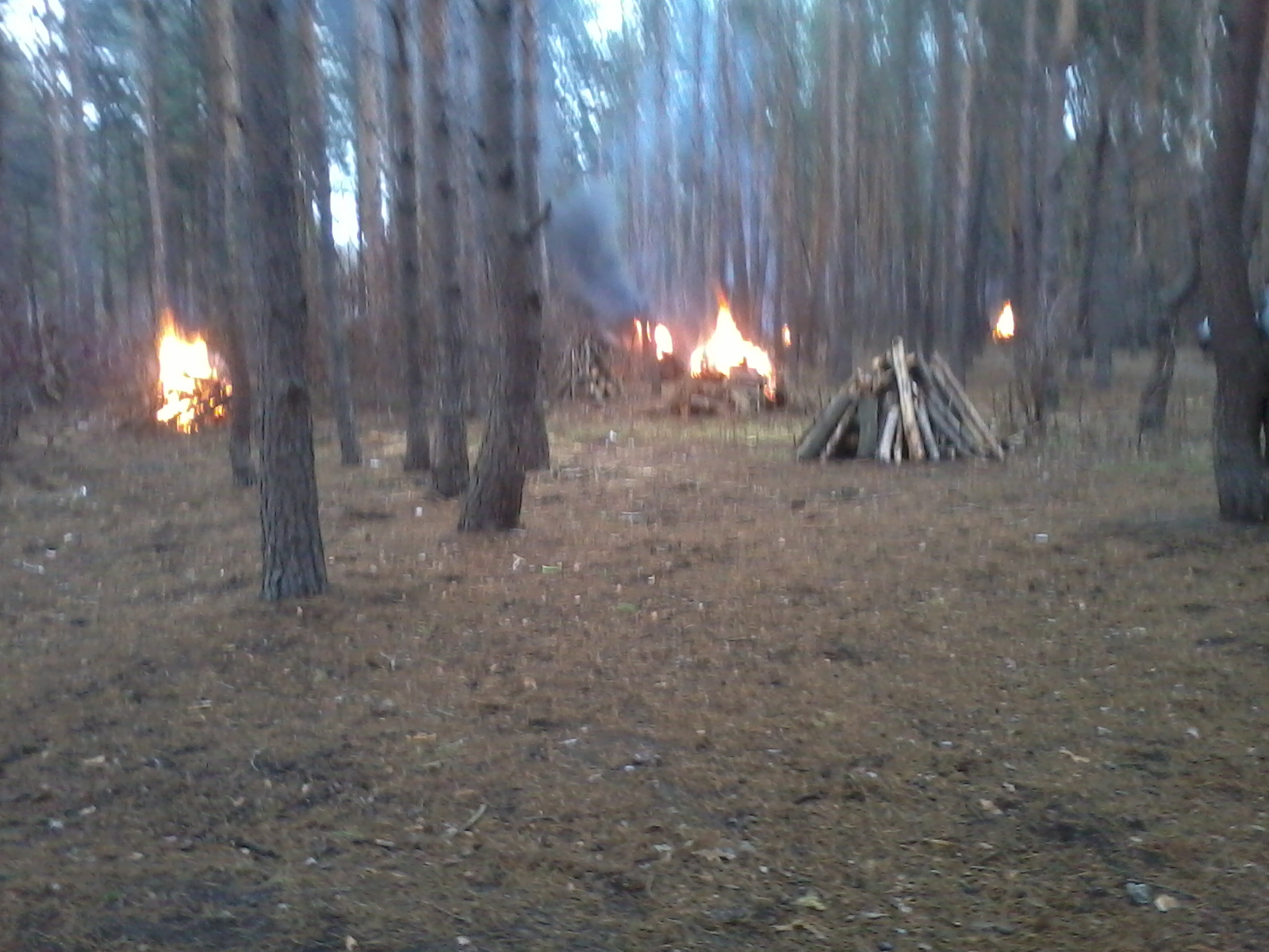 воронеж парк северный лес