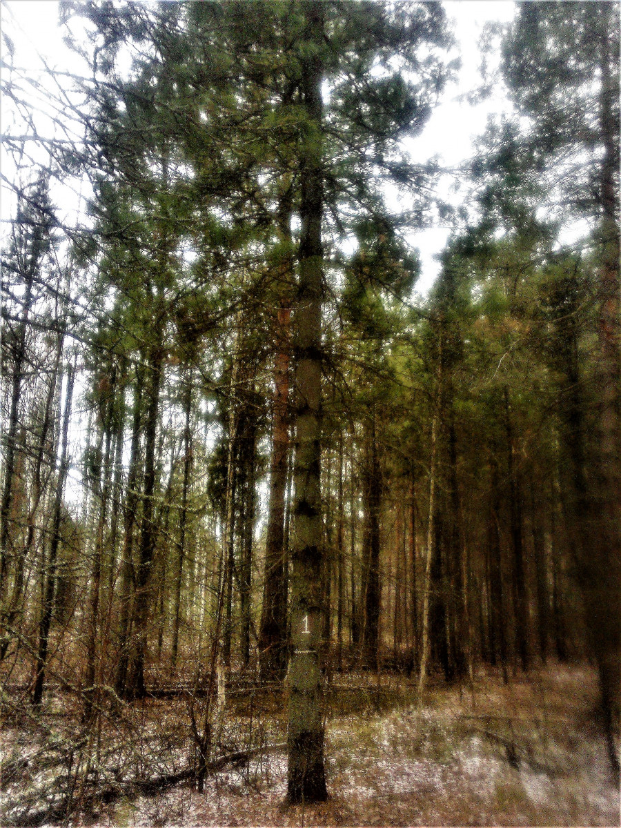 Пихтяевский лес Тамбовская область