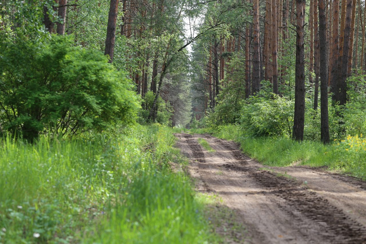 Трасса в лесу Россия Мордовия
