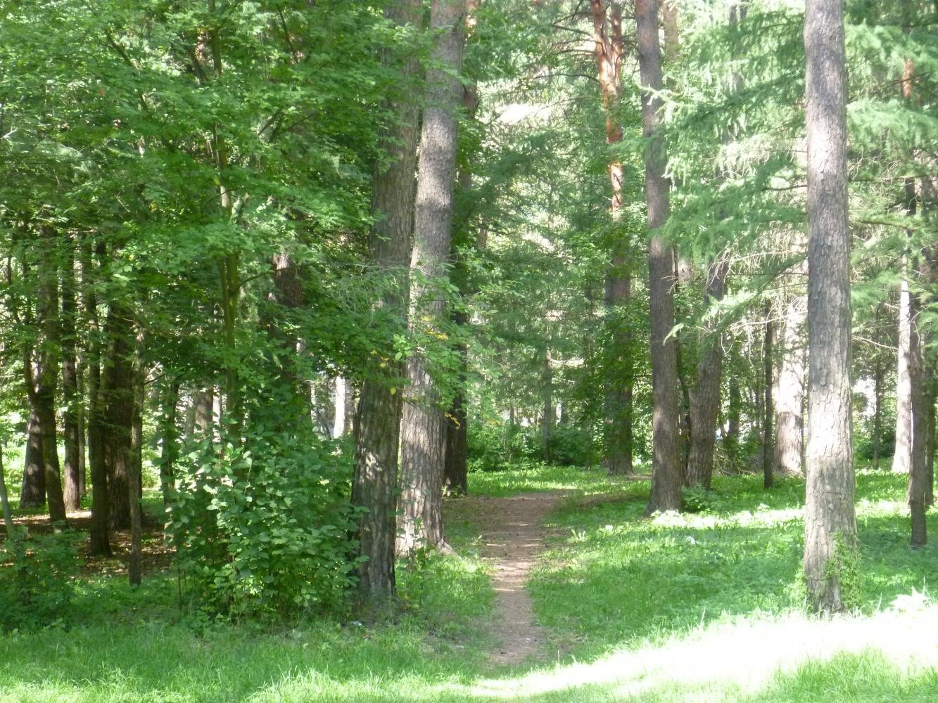 Лесной парк Тамбов Пригородный лес