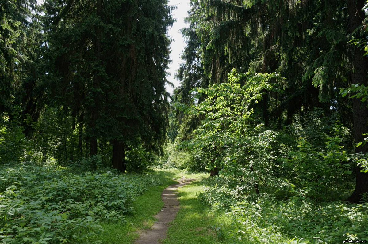 комитетский лес фото