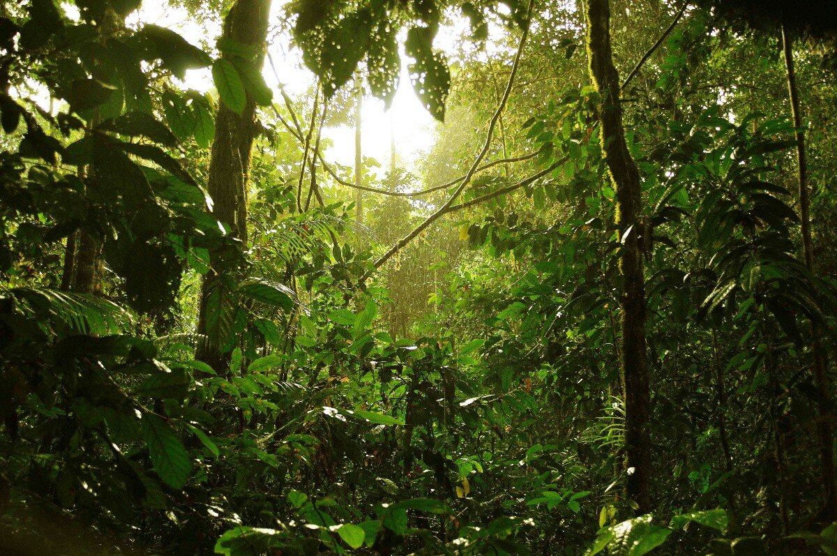 тропический лес картинки