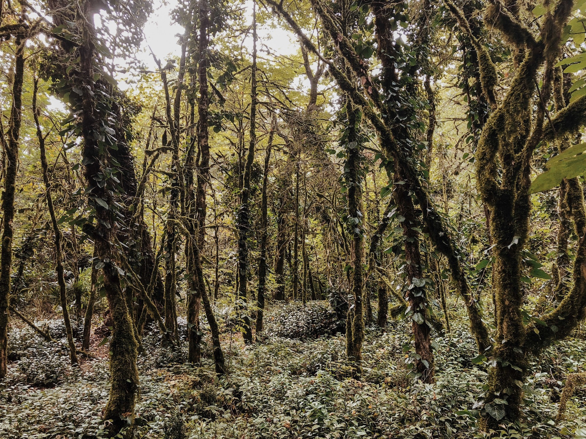 Реликтовые леса Аибга
