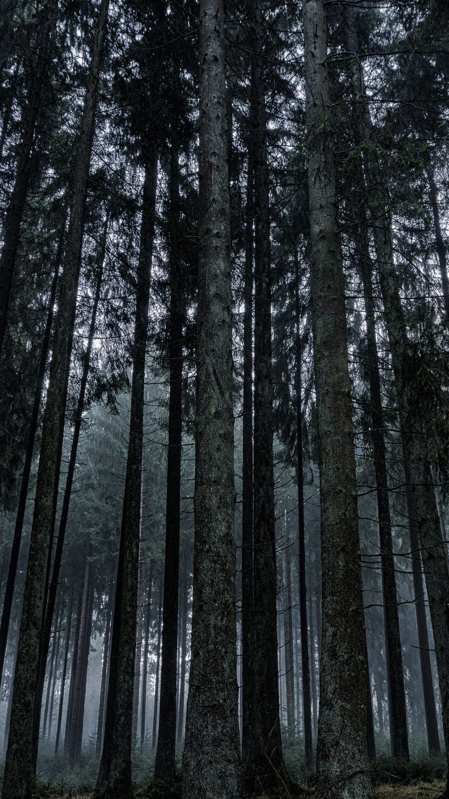 Темный лес с высокими деревьями