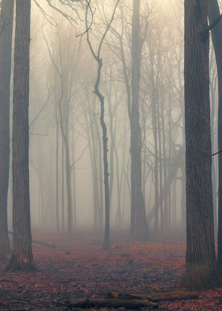 Сильный туман в лесу