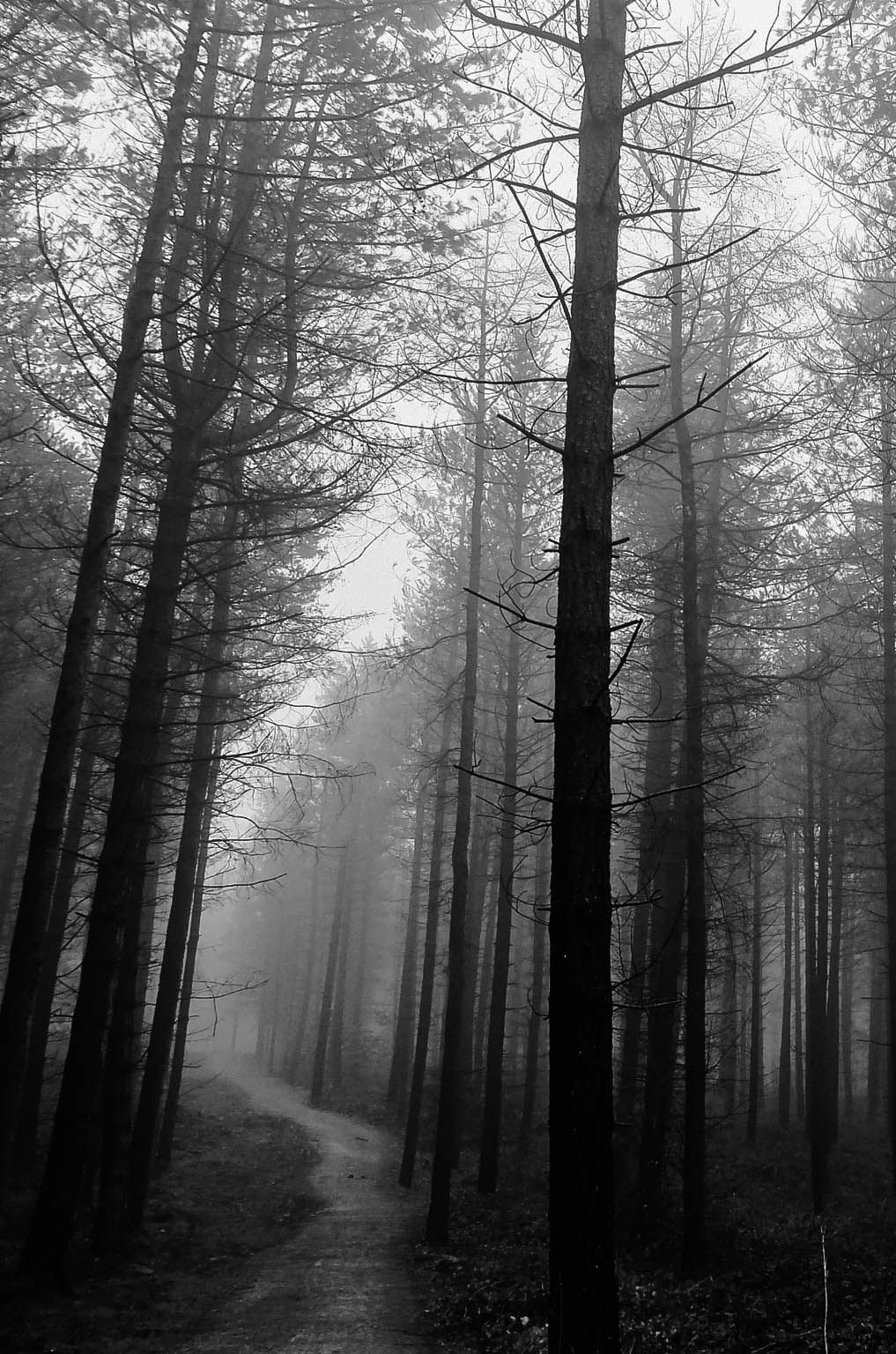 Atmospheric Black Metal лес