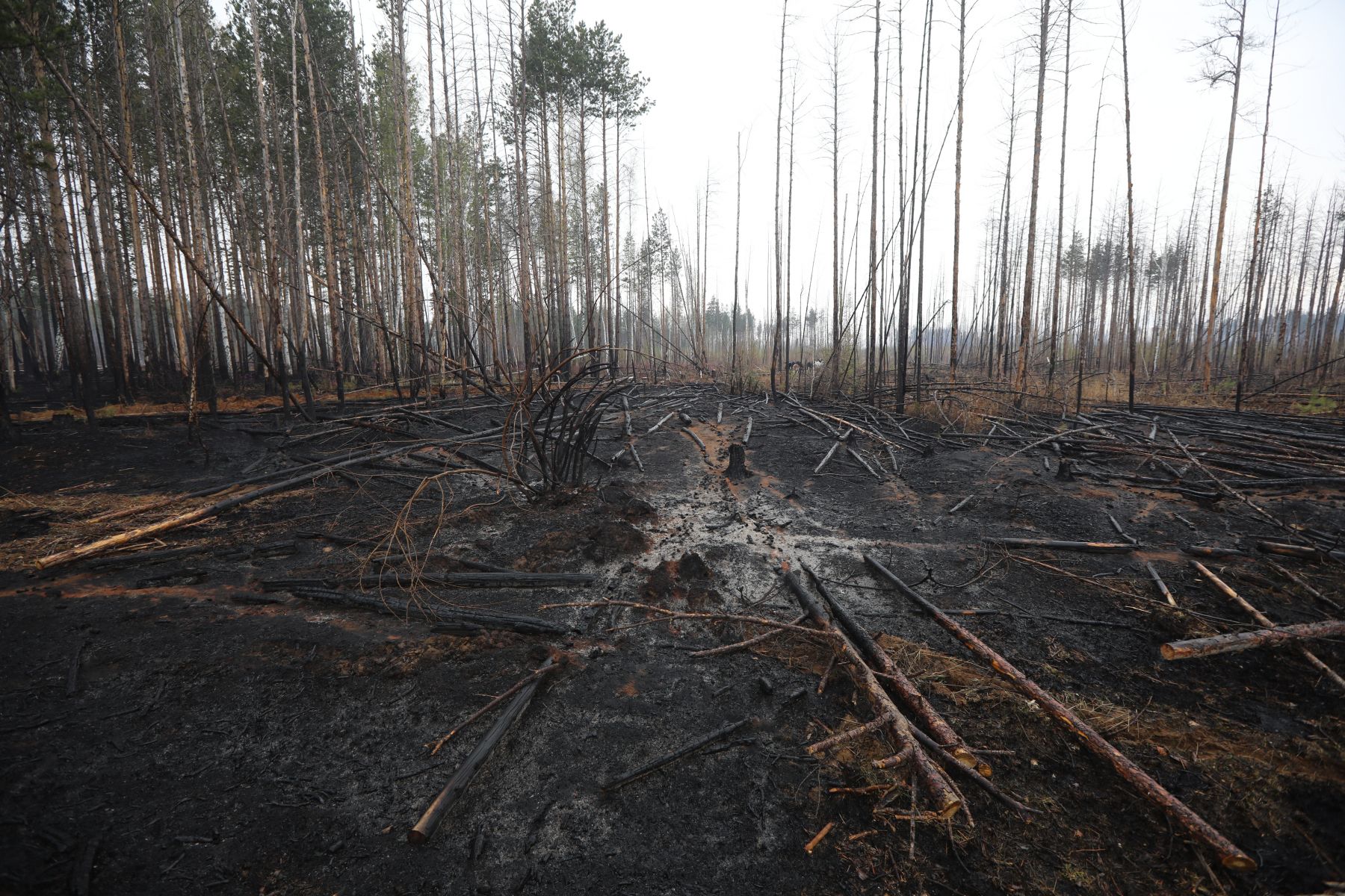 Сгоревший лес в Иркутской области 2019