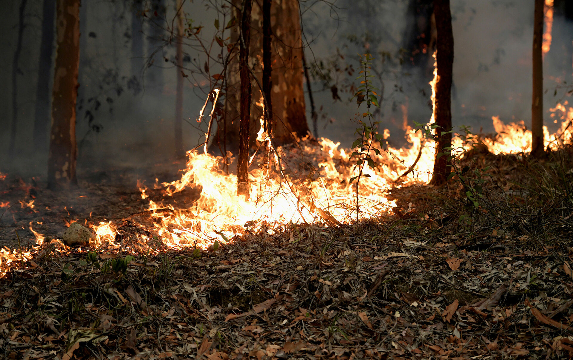 Леса пожар Австралия