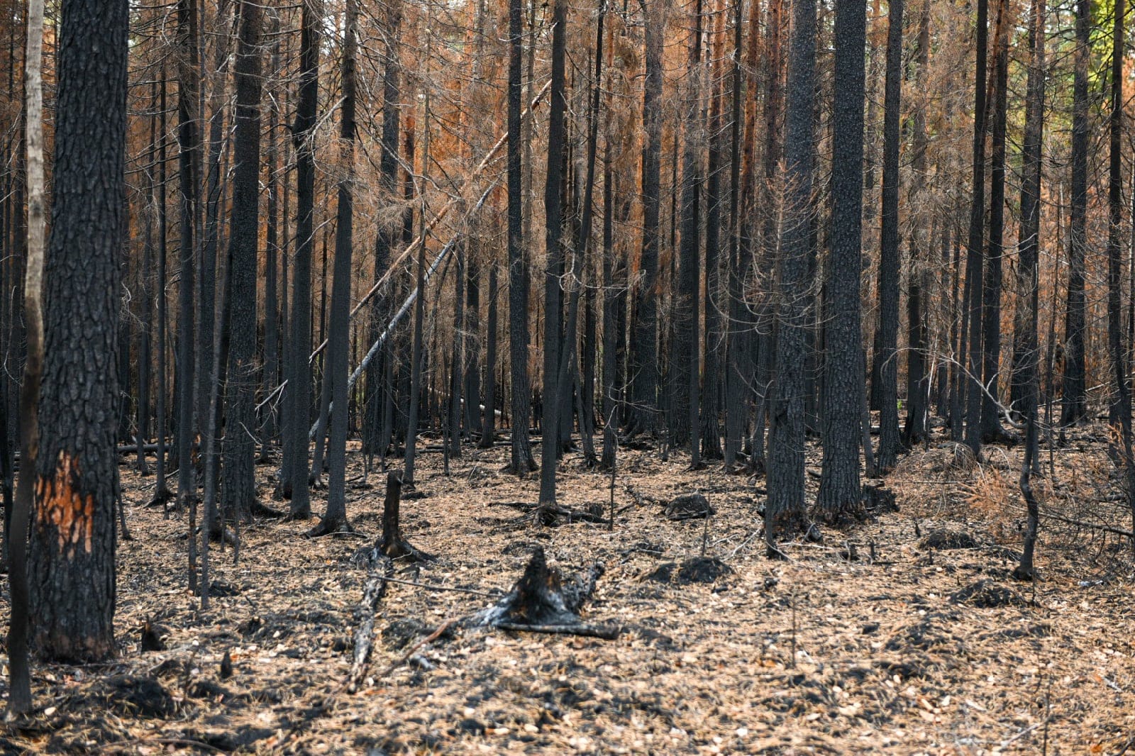 Сосновый лес после пожара