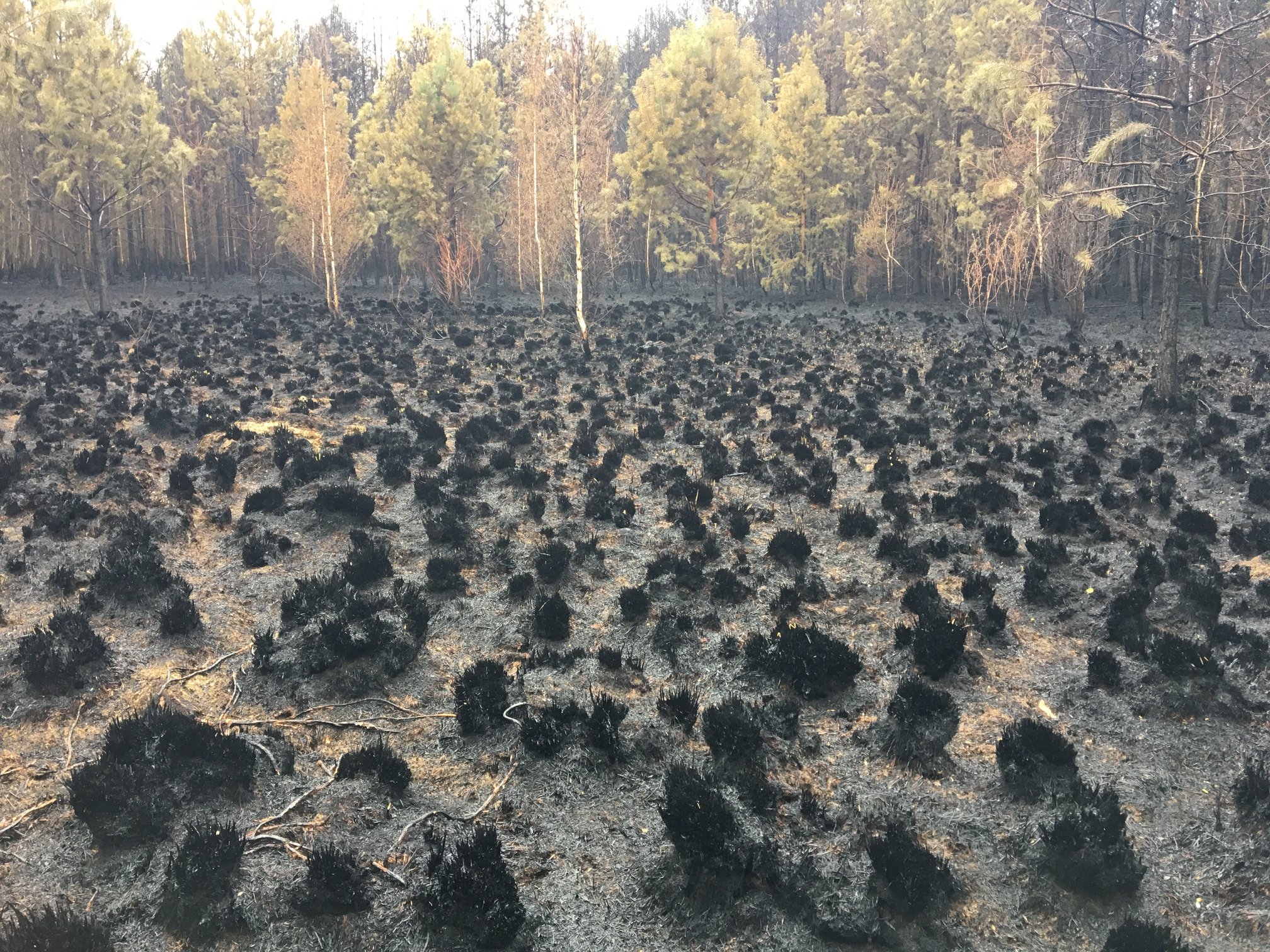 После лесного пожара