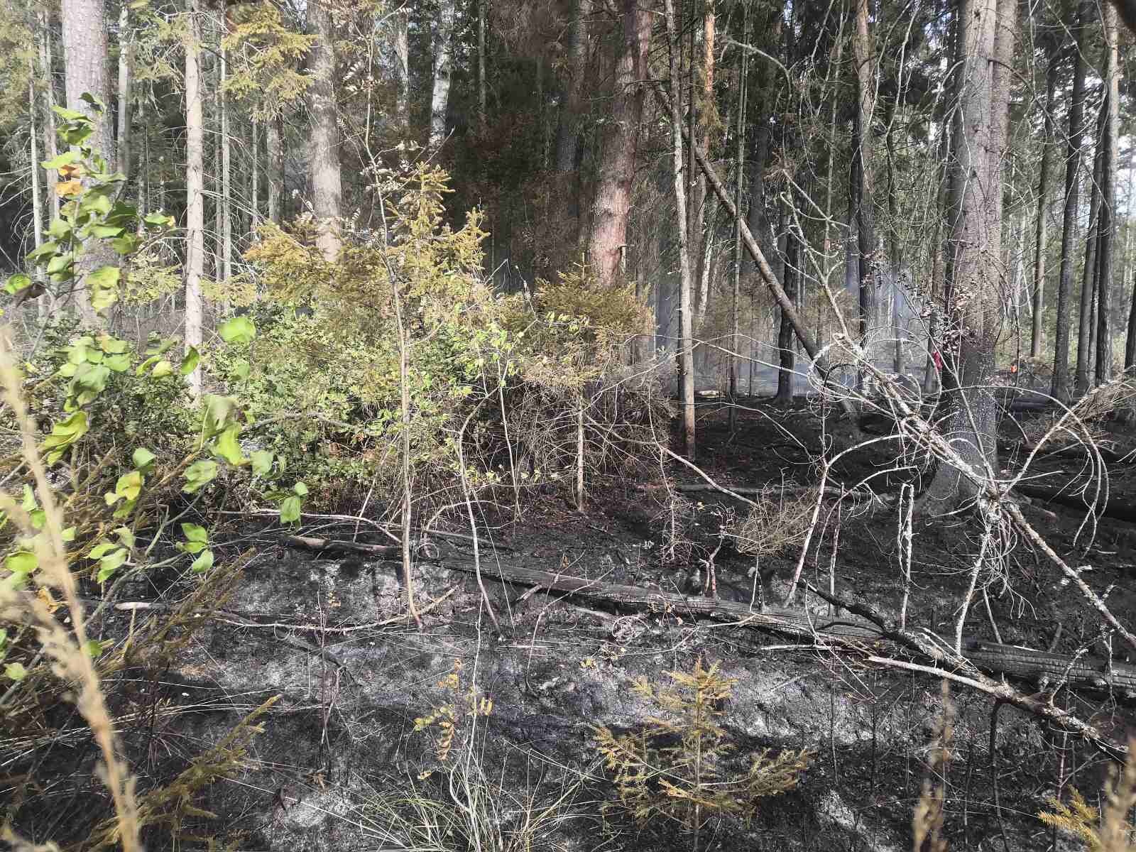 Низовой Лесной пожар последствия