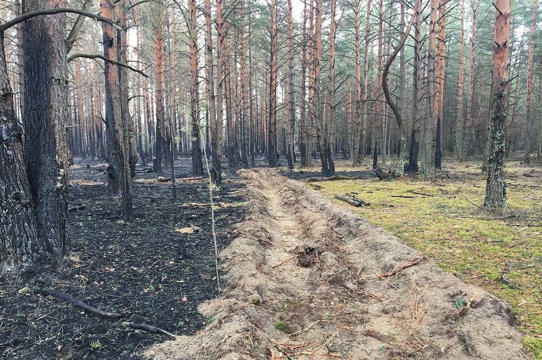 Леса после пожара